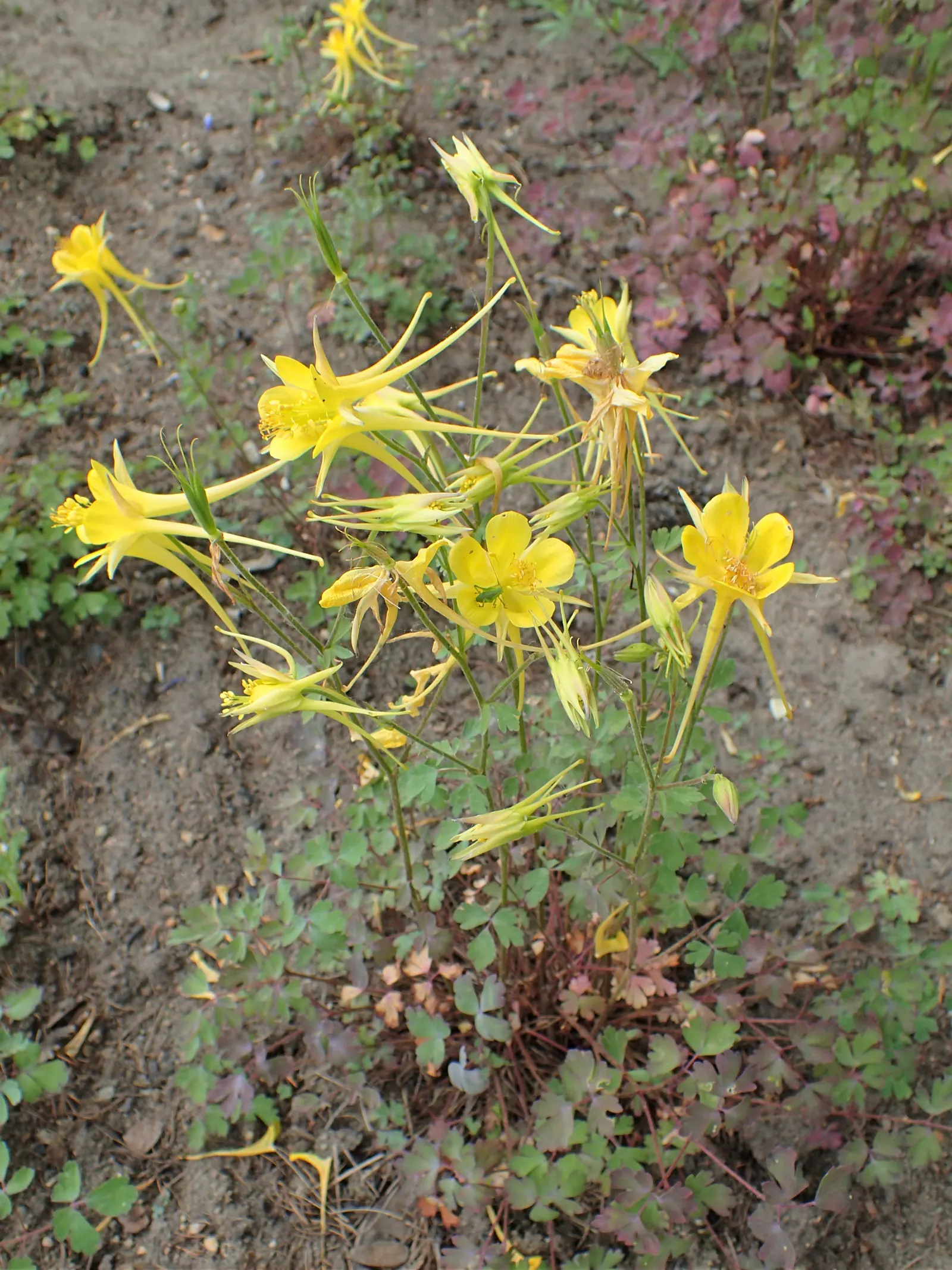 Golden Columbine (Aquilegia Chrysantha) — ensuring this species' flourishing vitality; it's a pollinator magnet, ideal for woodland or cottage gardens, and
