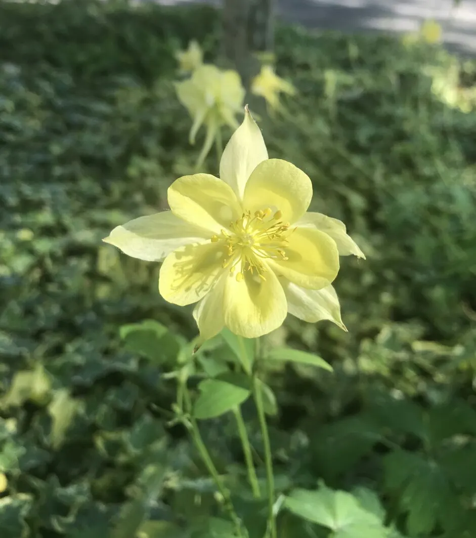 Golden Columbine (Aquilegia Chrysantha) — the Golden Columbine reaches a mature height of about 2 to 3 feet and spreads approximately 1.5 to 2 feet, image 36