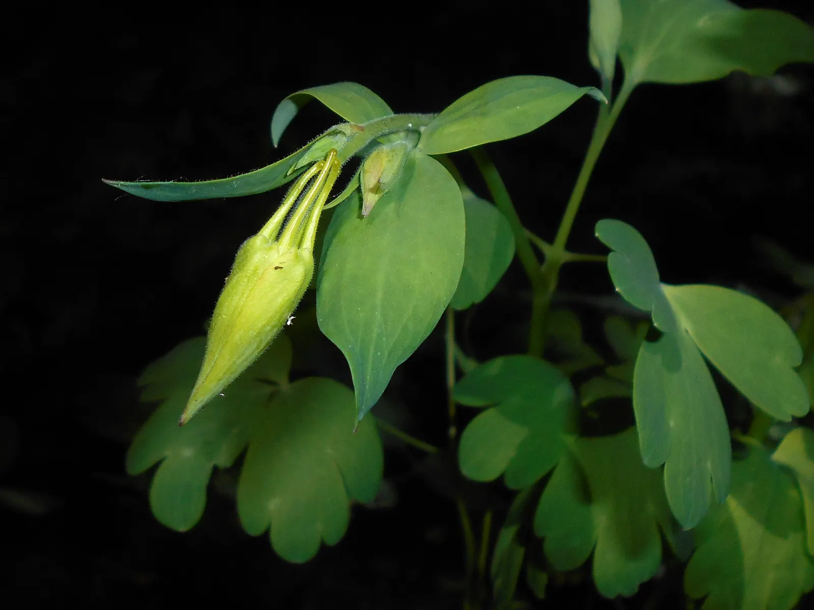 Golden Columbine (Aquilegia Chrysantha) — perennial for half or shade