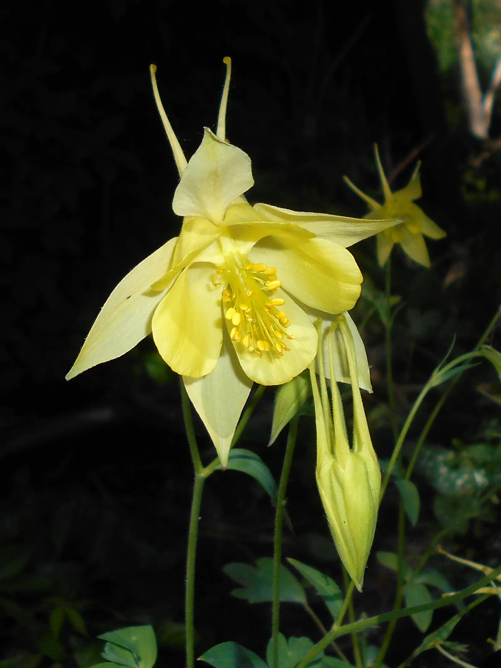Golden Columbine (Aquilegia Chrysantha) — It's a pollinator magnet, ideal for woodland or cottage gardens, and offers charming cut flowers; also renowned for