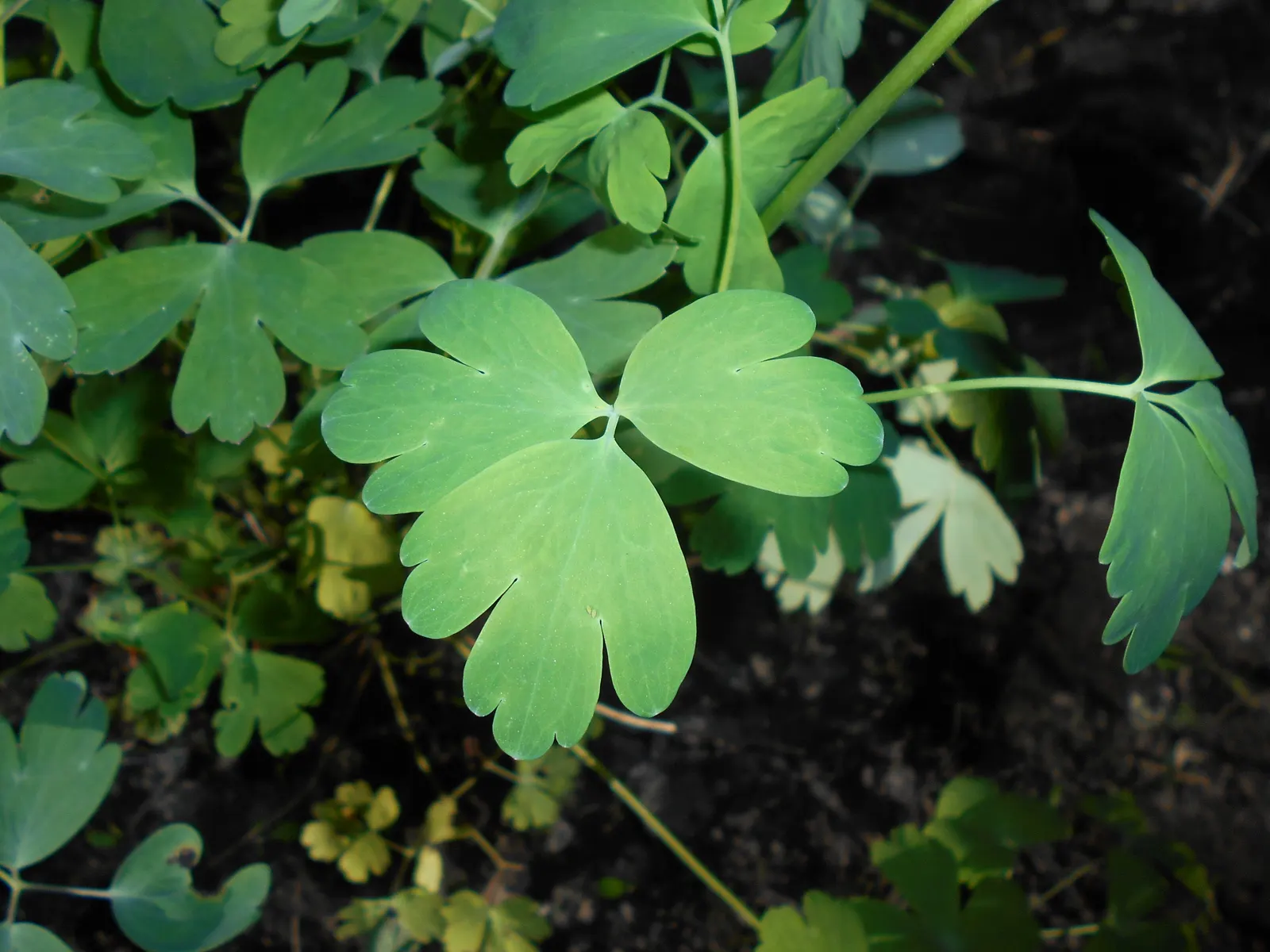 Golden Columbine (Aquilegia Chrysantha) — also renowned for its vibrant and elegant blooms; further nurturing its growth.<br><br>With moderate water, image 57