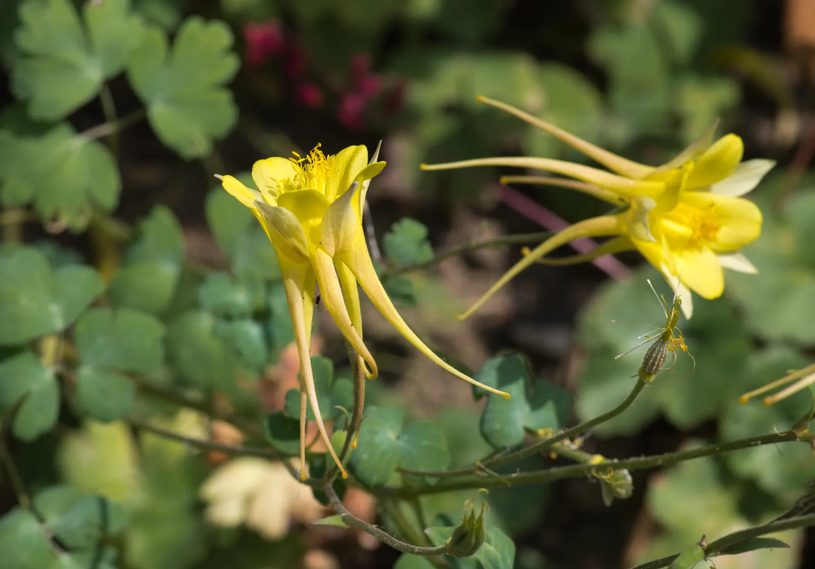 Golden Columbine (Aquilegia Chrysantha) — A well-drained soil enriched with organic matter provides optimal growth conditions; yellow flowers in the garden