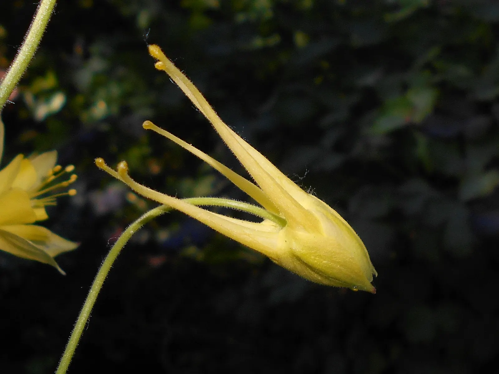 Golden Columbine (Aquilegia Chrysantha) — reaching heights of 2-3 feet with a similar spread