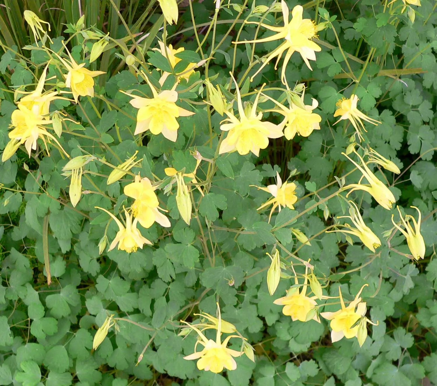 Golden Columbine (Aquilegia Chrysantha) — also renowned for its vibrant and elegant blooms