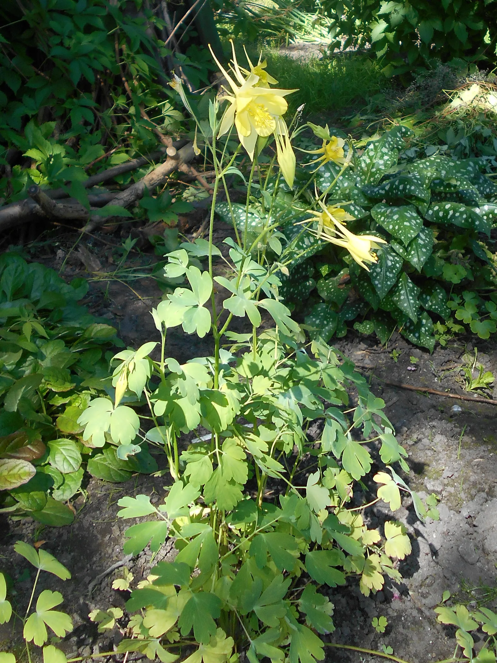Golden Columbine (Aquilegia Chrysantha) — ensuring this species' flourishing vitality