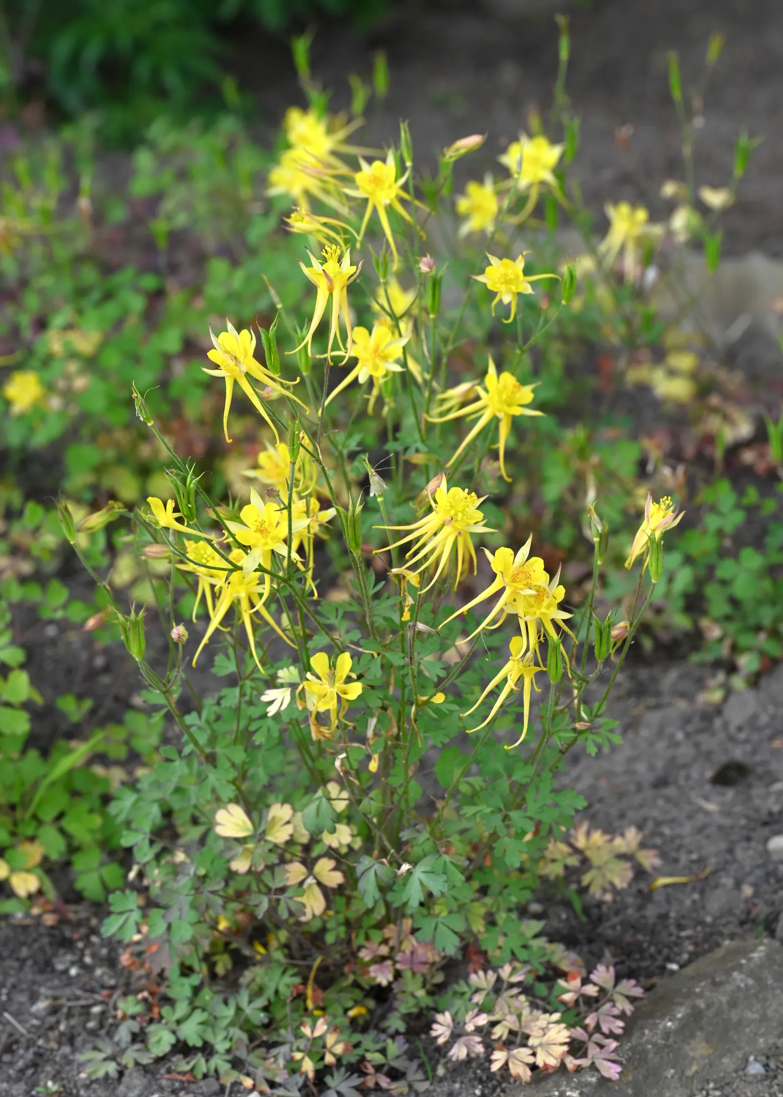 Golden Columbine (Aquilegia Chrysantha) — Its striking, yellow long-spurred flowers delicately bloom in late spring to early summer; a well-drained soil
