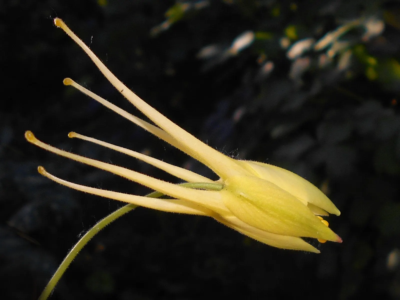 Golden Columbine (Aquilegia Chrysantha) — The Golden Columbine (Aquilegia chrysantha) is a perennial favorite