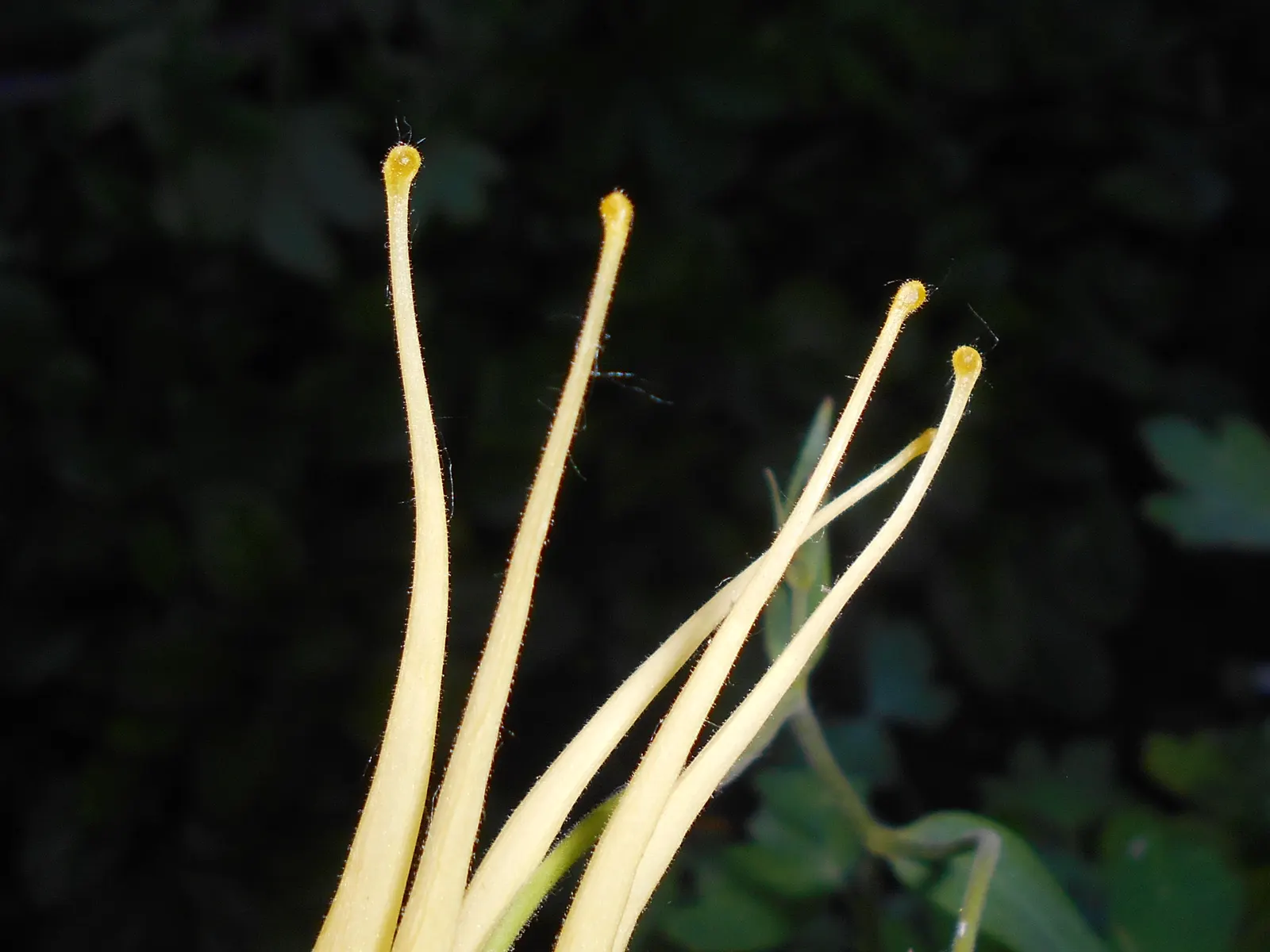 Golden Columbine (Aquilegia Chrysantha) — perennial for half or shade; adding a dynamic ecosystem component to the landscape