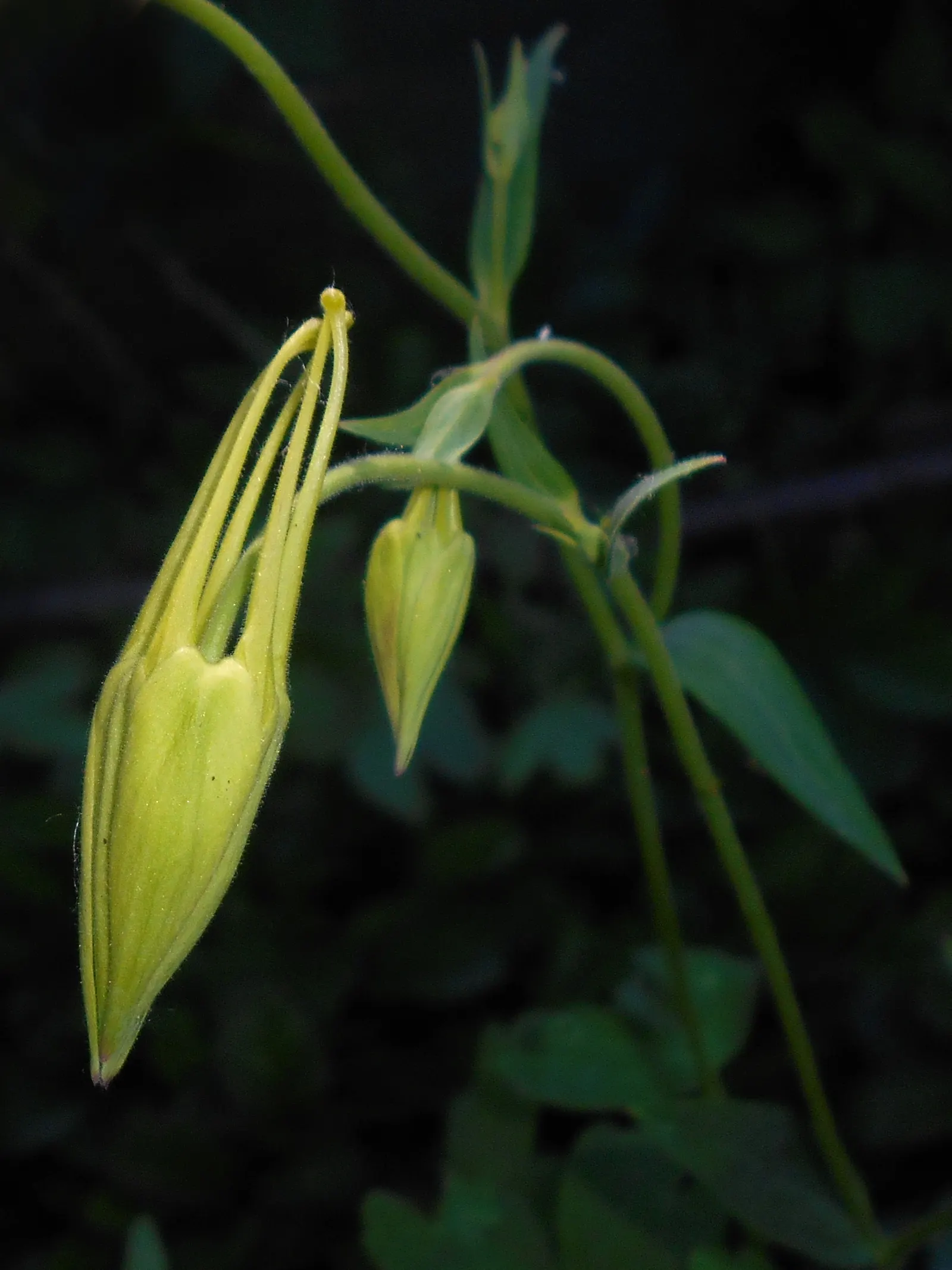 Golden Columbine (Aquilegia Chrysantha) — though in cooler climates it can tolerate more sun