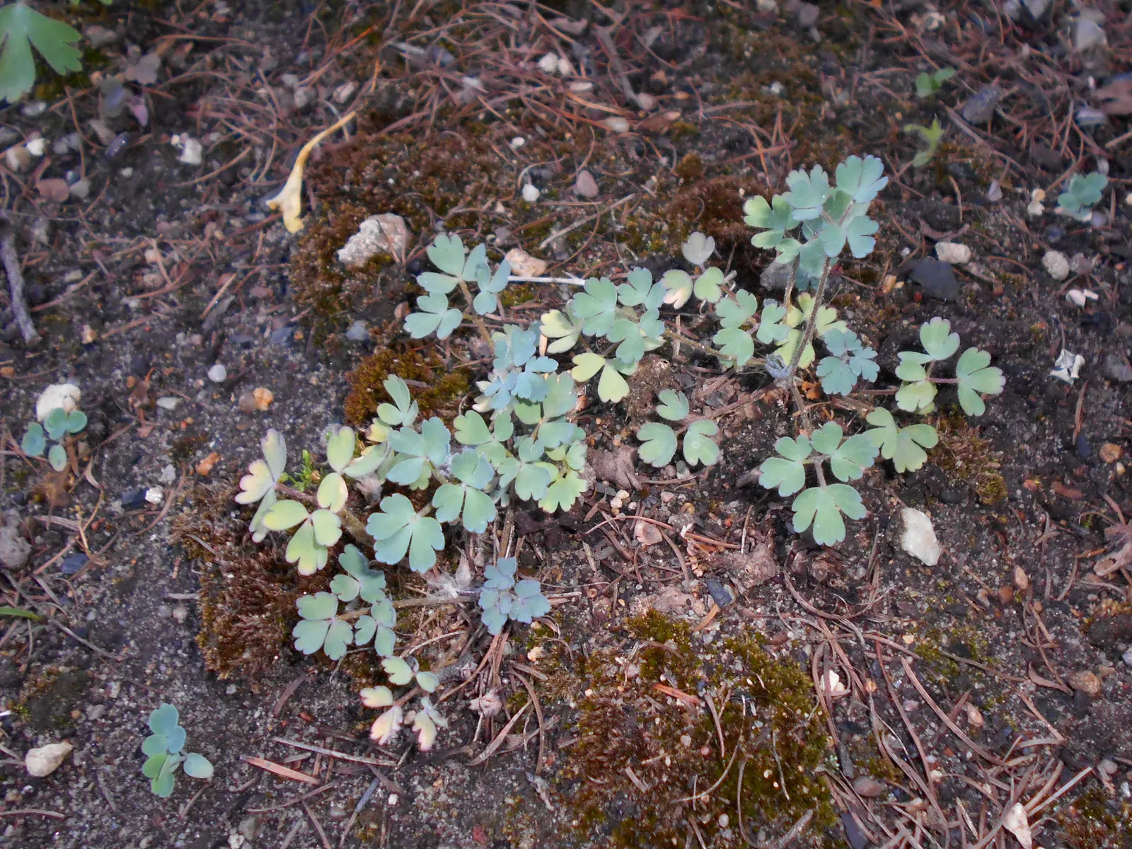 Golden Columbine (Aquilegia Chrysantha) — As for its preferred habitat, image 38