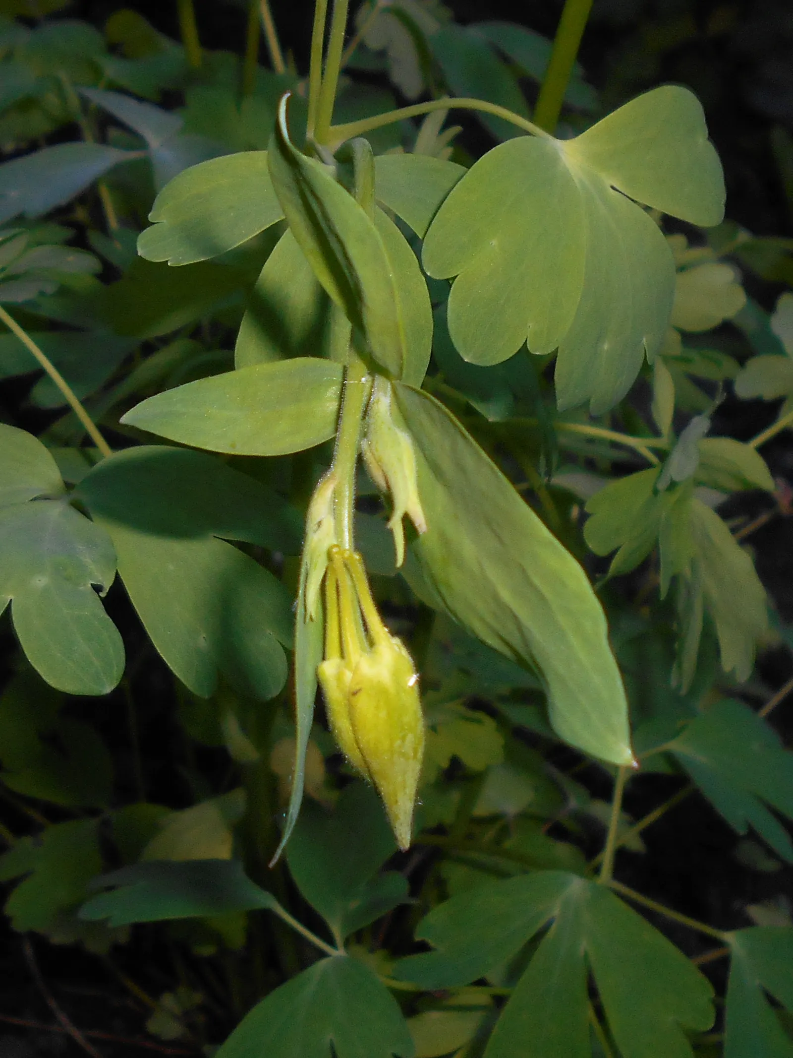 Golden Columbine (Aquilegia Chrysantha) — further nurturing its growth.<br><br>With moderate water requirements; ensuring this species' flourishing vitality
