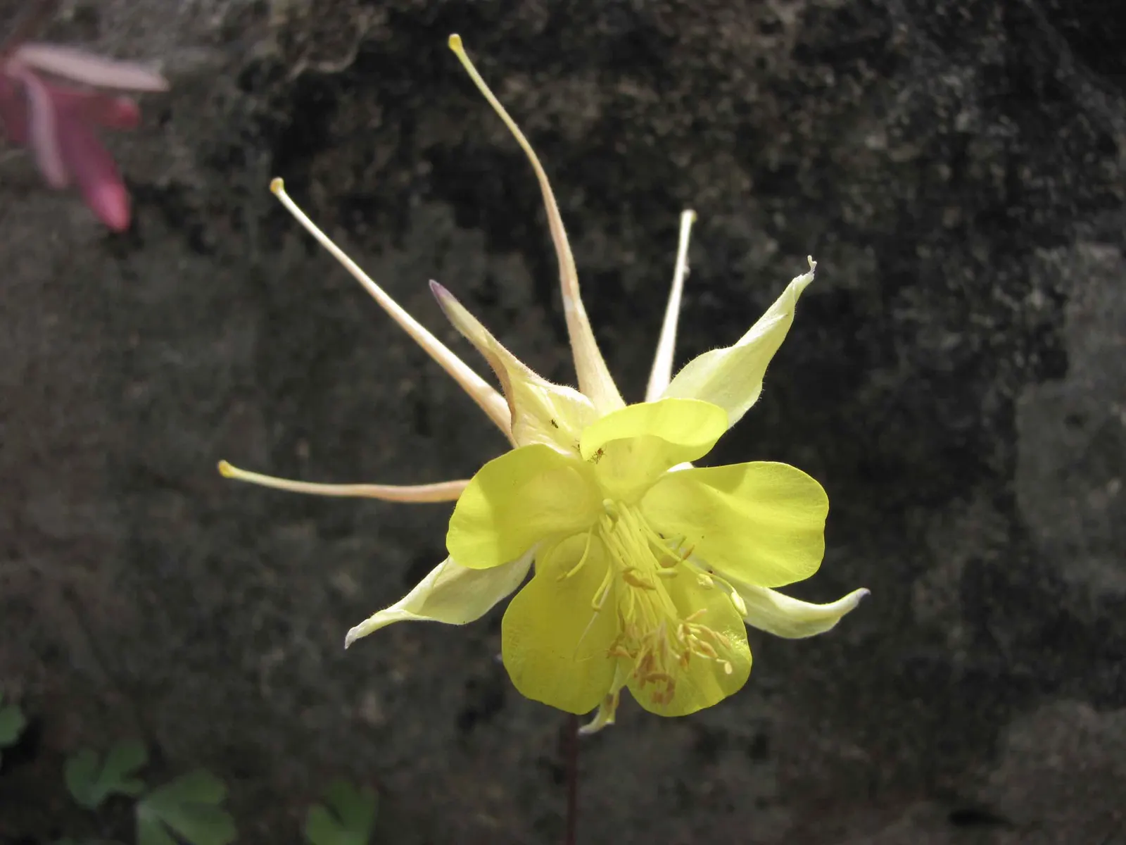 Golden Columbine (Aquilegia Chrysantha) — perennial with yellow blooms; revealing its versatile nature in a range of climates