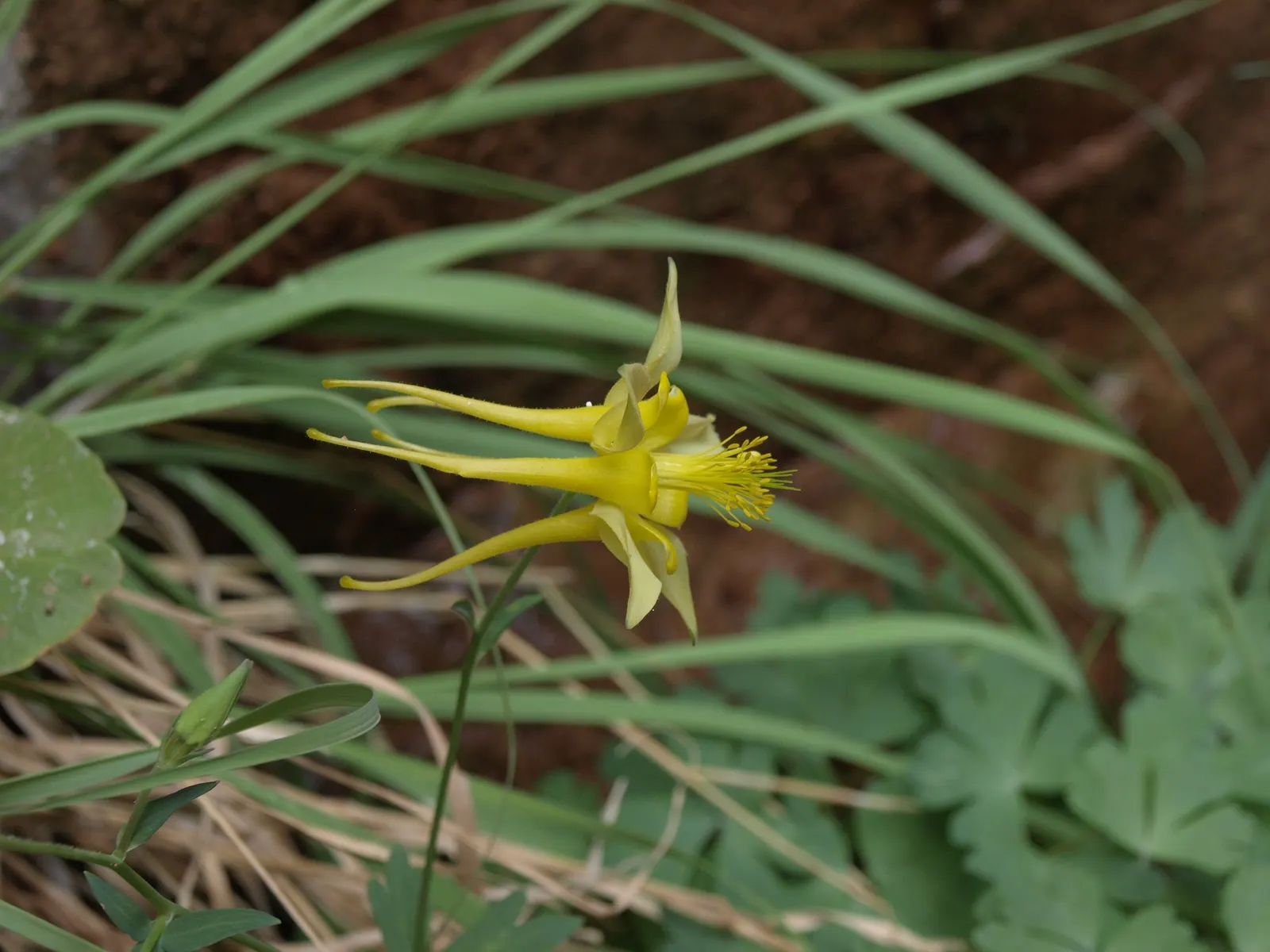 Golden Columbine (Aquilegia Chrysantha) — is a perennial favorite in landscape designs for its picturesque and inviting presence; its striking, yellow