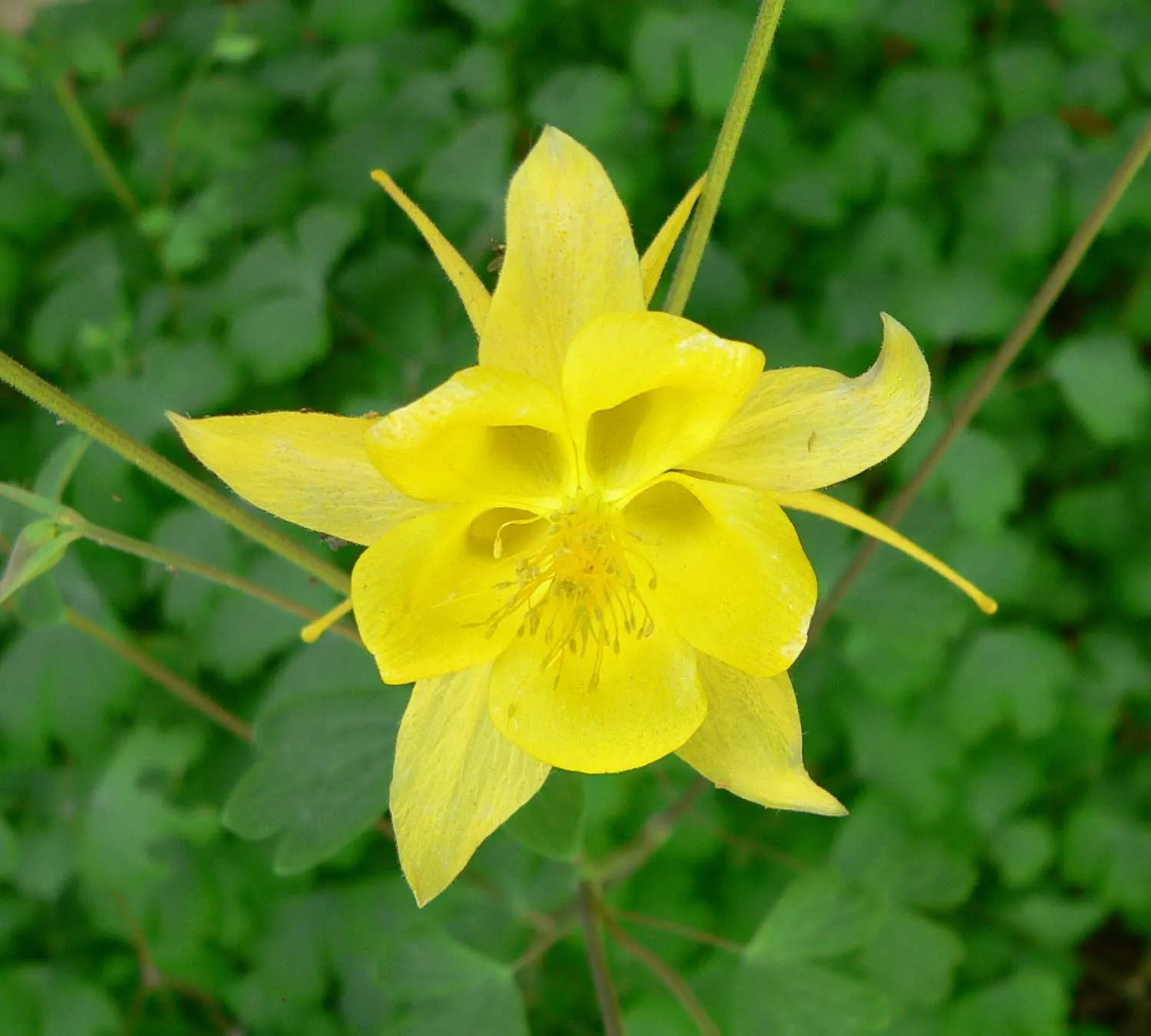 Golden Columbine (Aquilegia Chrysantha) — Golden Columbine (Aquilegia chrysantha); it thrives in USDA hardiness zones 3 through 9