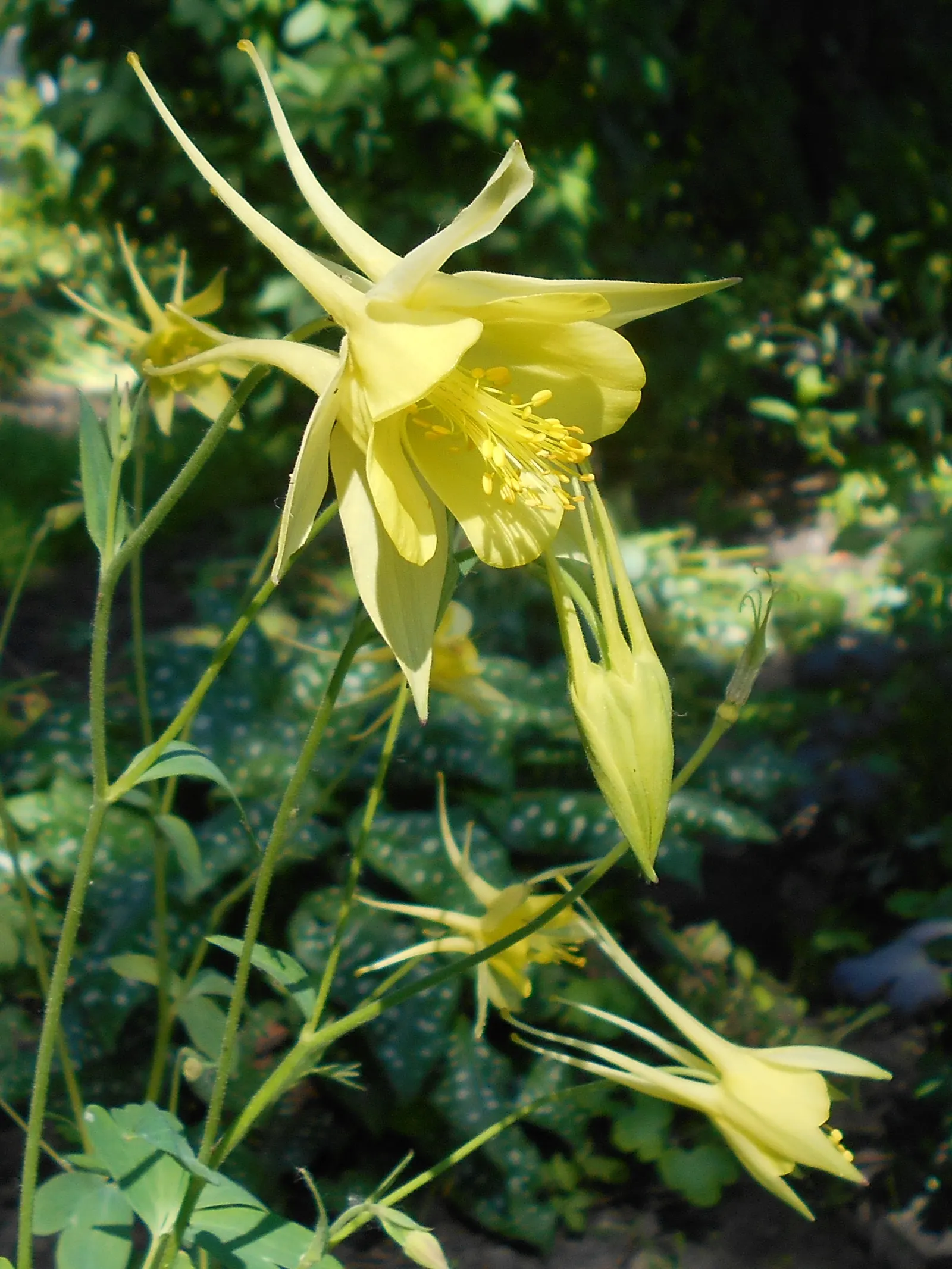 Golden Columbine (Aquilegia Chrysantha) — star-like arrangement.<br><br>Flowering from late spring through summer; though in cooler climates it can tolerate