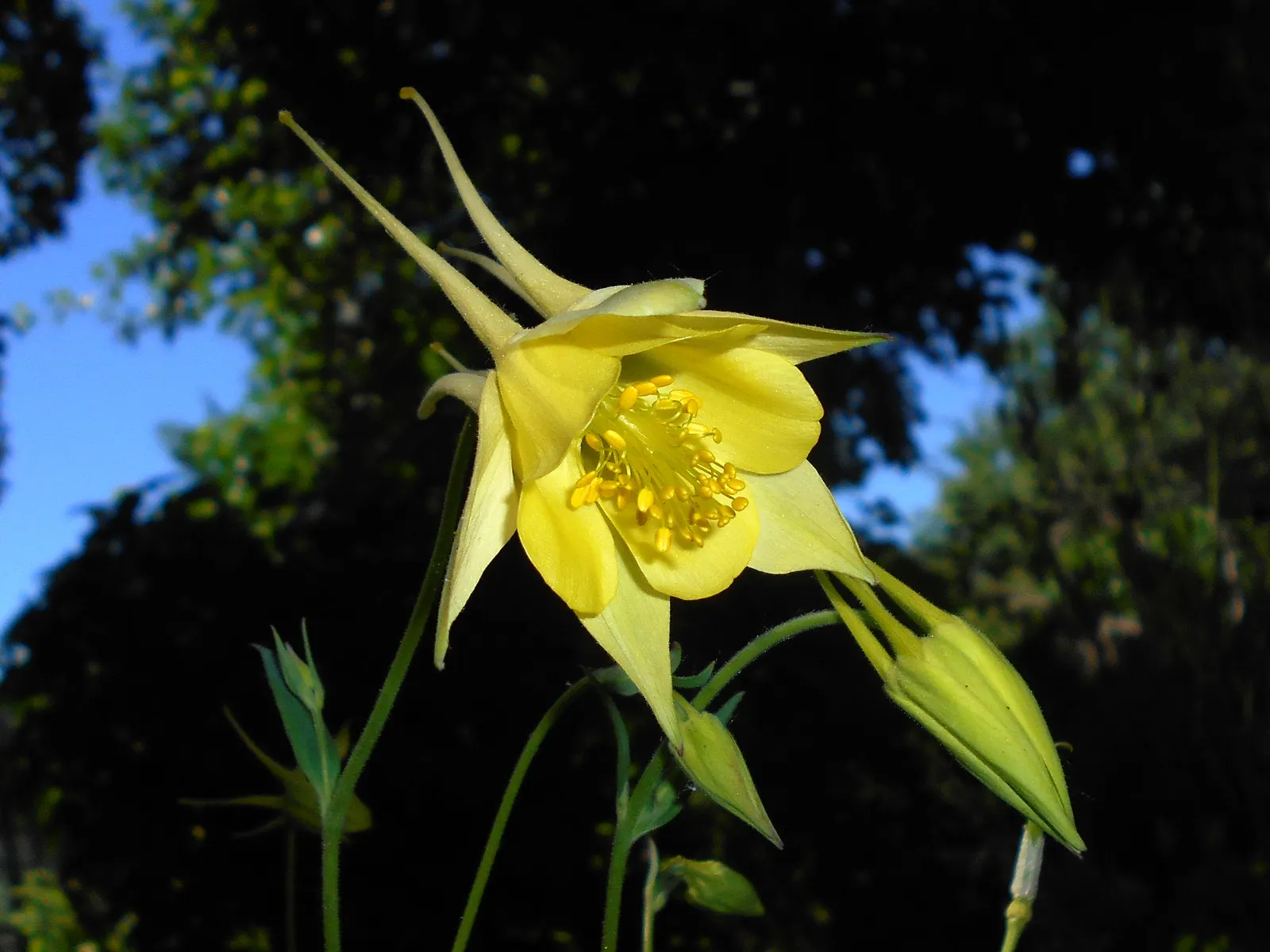 Golden Columbine (Aquilegia Chrysantha) — it thrives in USDA hardiness zones 3 through 9; adding mulch can help retain soil moisture and maintain an even soil