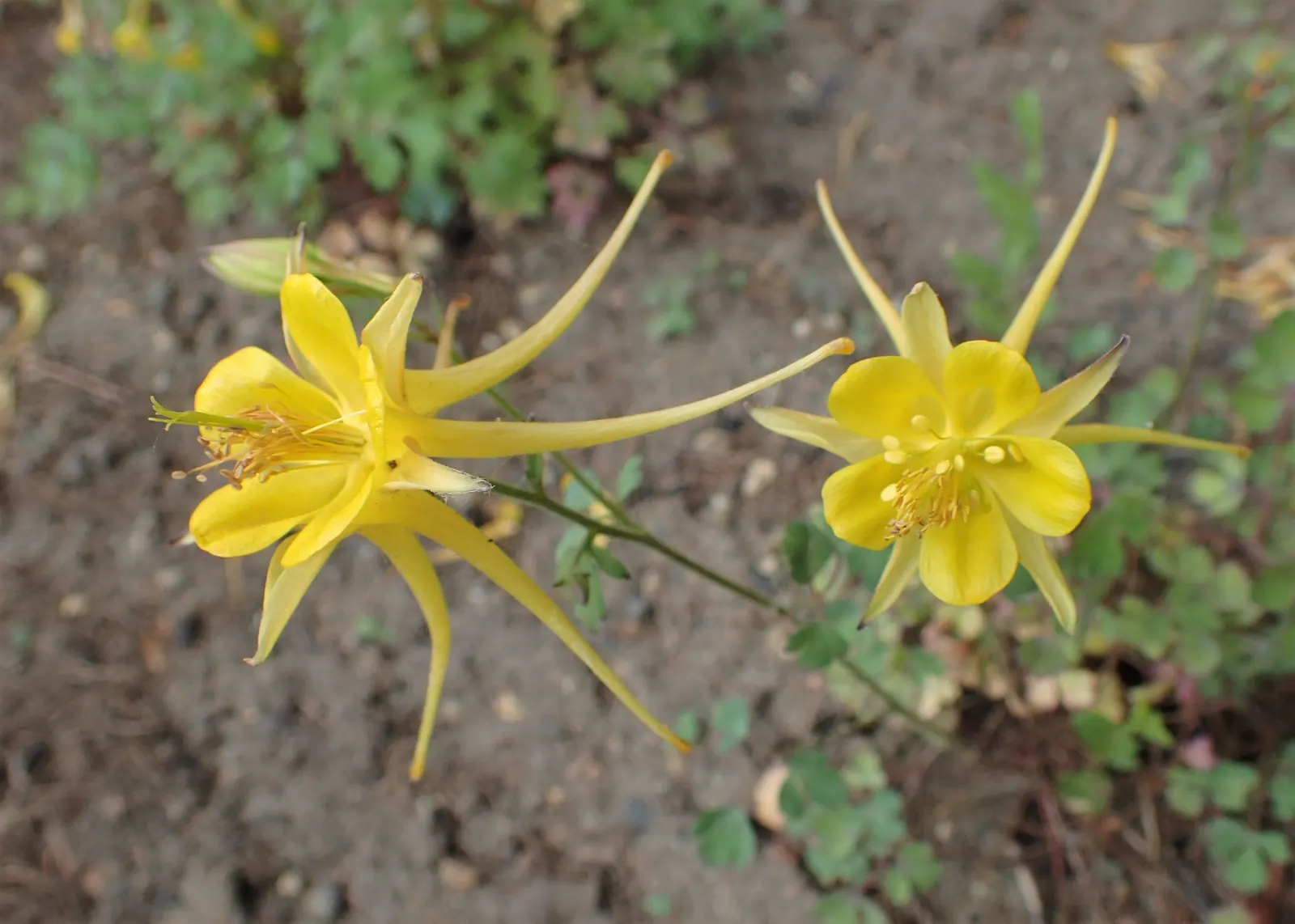 Golden Columbine (Aquilegia Chrysantha) — yellow flowers in the garden; is a perennial favorite in landscape designs for its picturesque and inviting presence