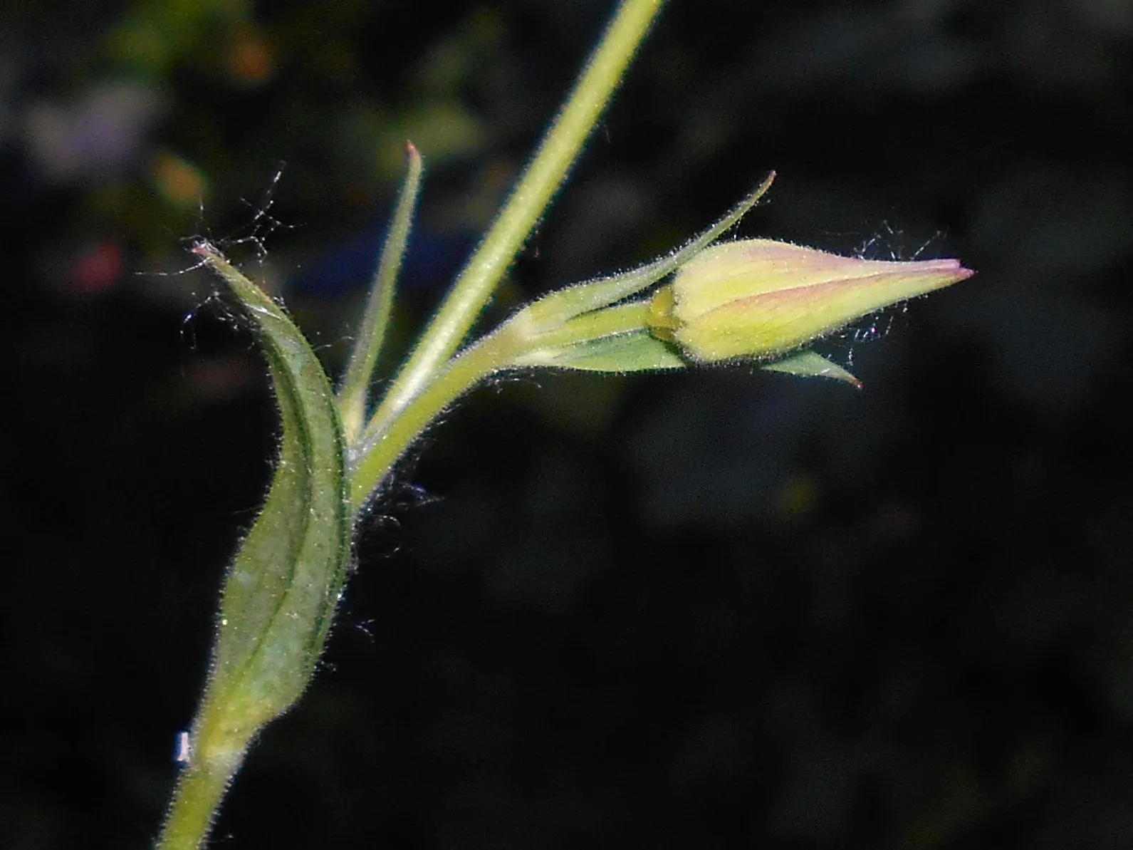 Golden Columbine (Aquilegia Chrysantha) — This North American native enjoys partial shade and thrives in well-draining soil, requiring moderate, image 54