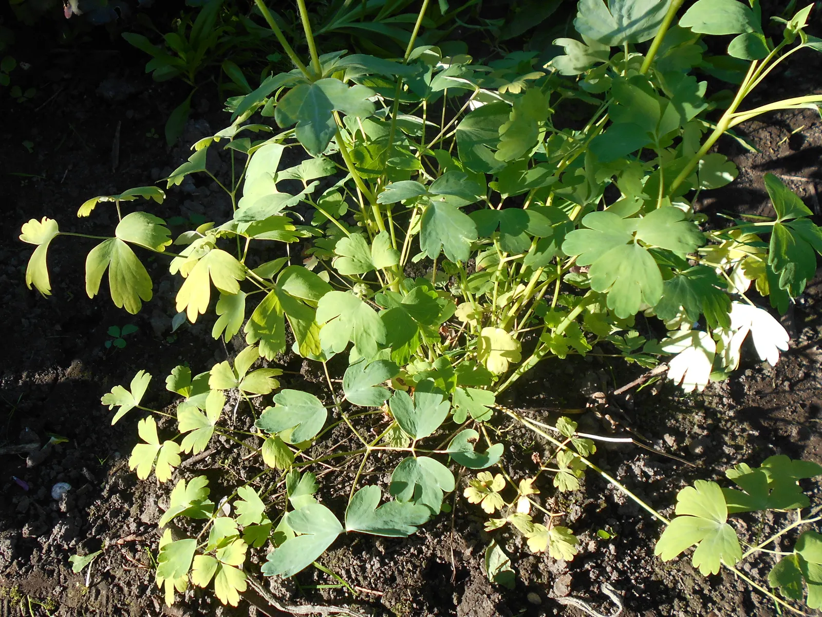 Golden Columbine (Aquilegia Chrysantha) — Each blossom enchants with elongated; star-like arrangement.<br><br>Flowering from late spring through summer