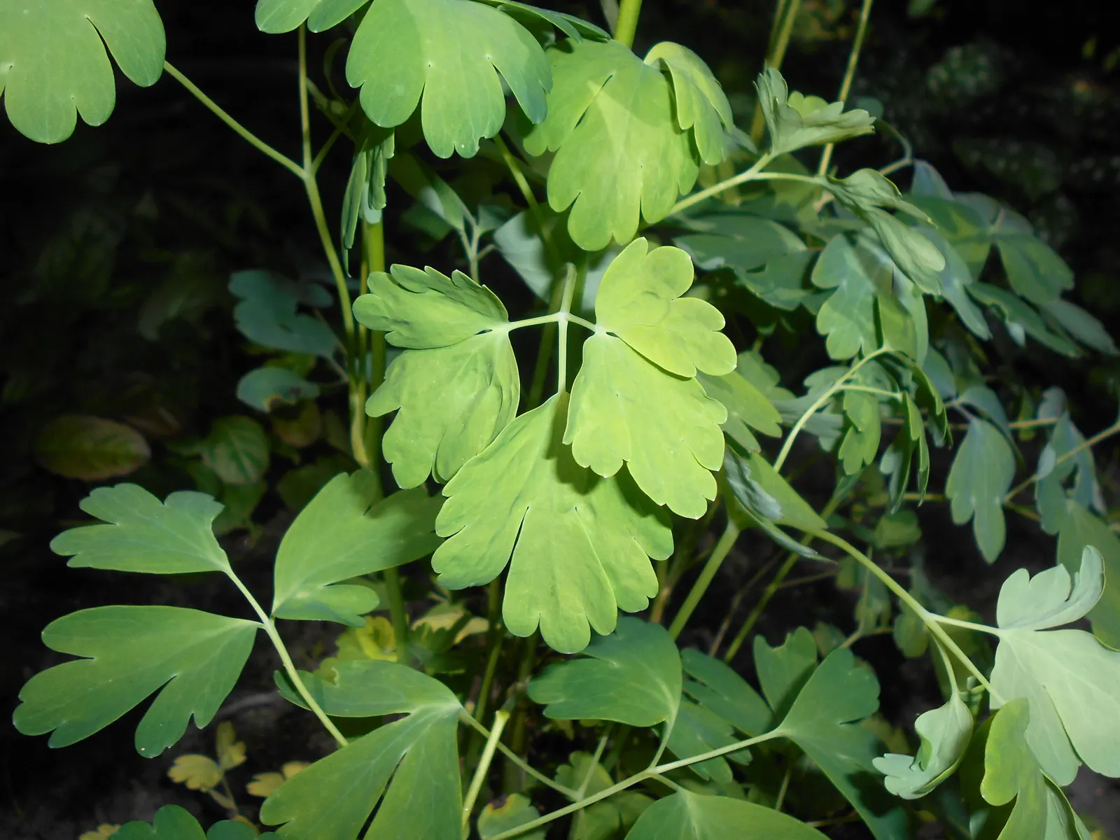 Golden Columbine (Aquilegia Chrysantha) — revealing its versatile nature in a range of climates; reaching heights of 2-3 feet with a similar spread