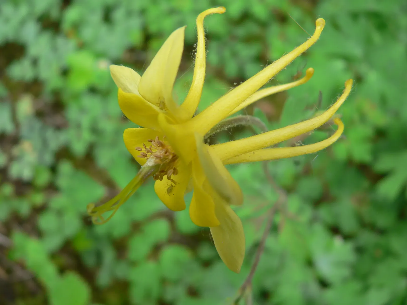 Golden Columbine (Aquilegia Chrysantha) — Adding mulch can help retain soil moisture and maintain an even soil temperature; offering a pleasing and balanced