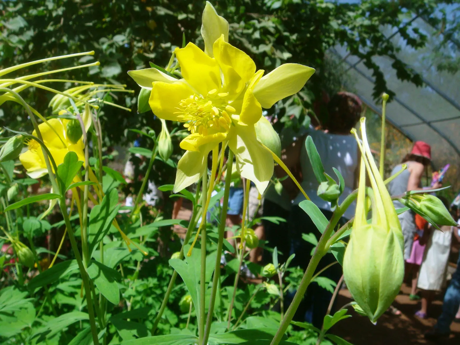 Golden Columbine (Aquilegia Chrysantha) — the Golden Columbine reaches a mature height of about 2 to 3 feet and spreads approximately 1.5 to 2 feet wide