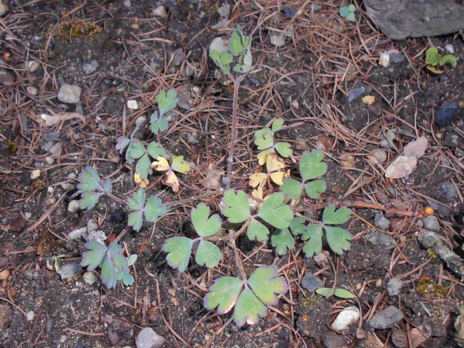 Golden Columbine (Aquilegia Chrysantha) — adding a dynamic ecosystem component to the landscape