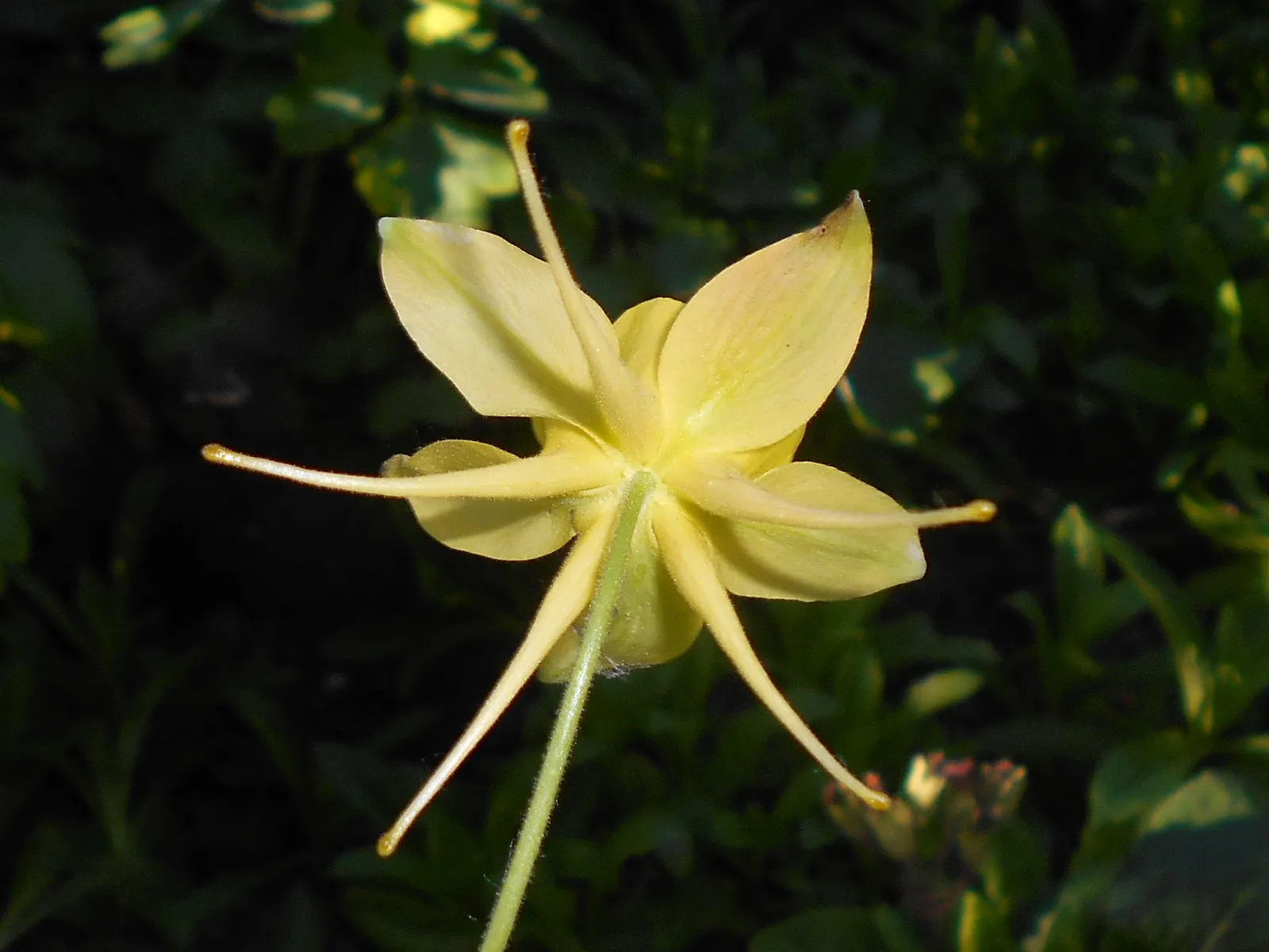 Golden Columbine (Aquilegia Chrysantha) — yellow flowers in the garden