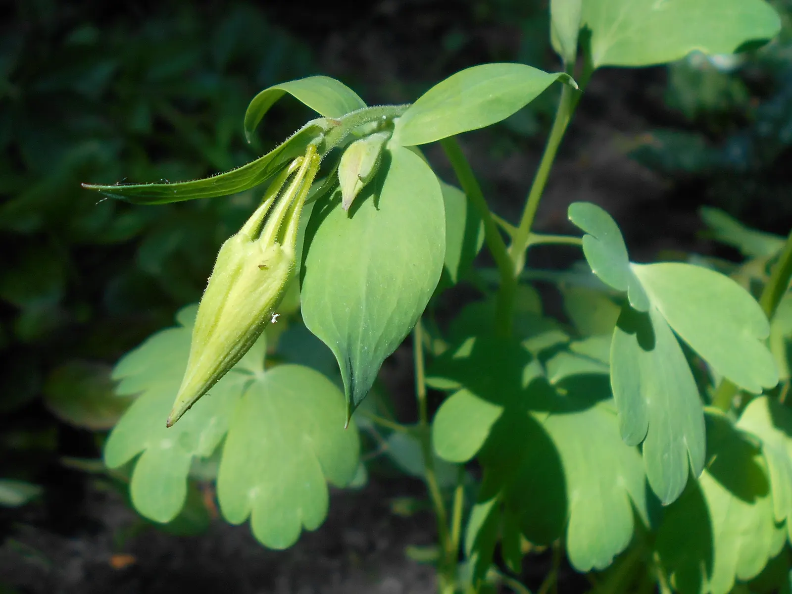 Golden Columbine (Aquilegia Chrysantha) — <br><br>Golden Columbine covets a position in partial to full shade