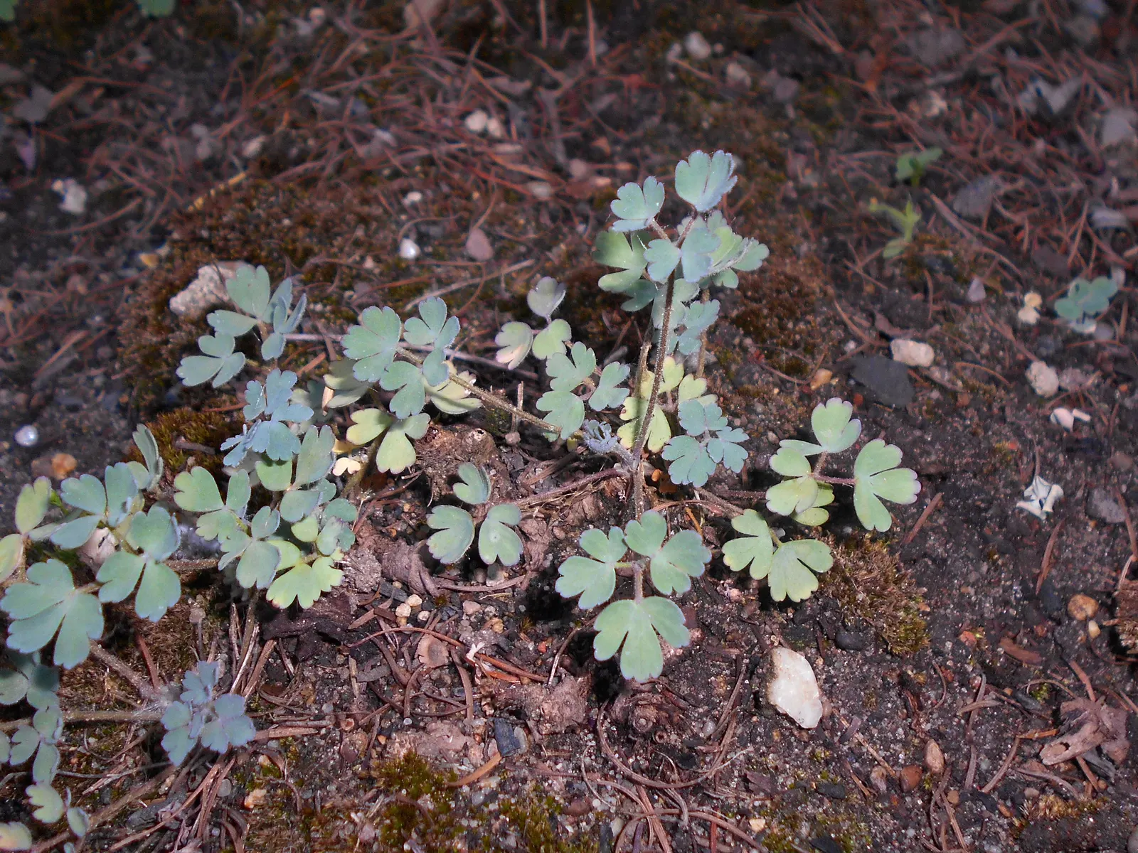 Golden Columbine (Aquilegia Chrysantha) — though in cooler climates it can tolerate more sun; <br><br>Golden Columbine covets a position in partial to full