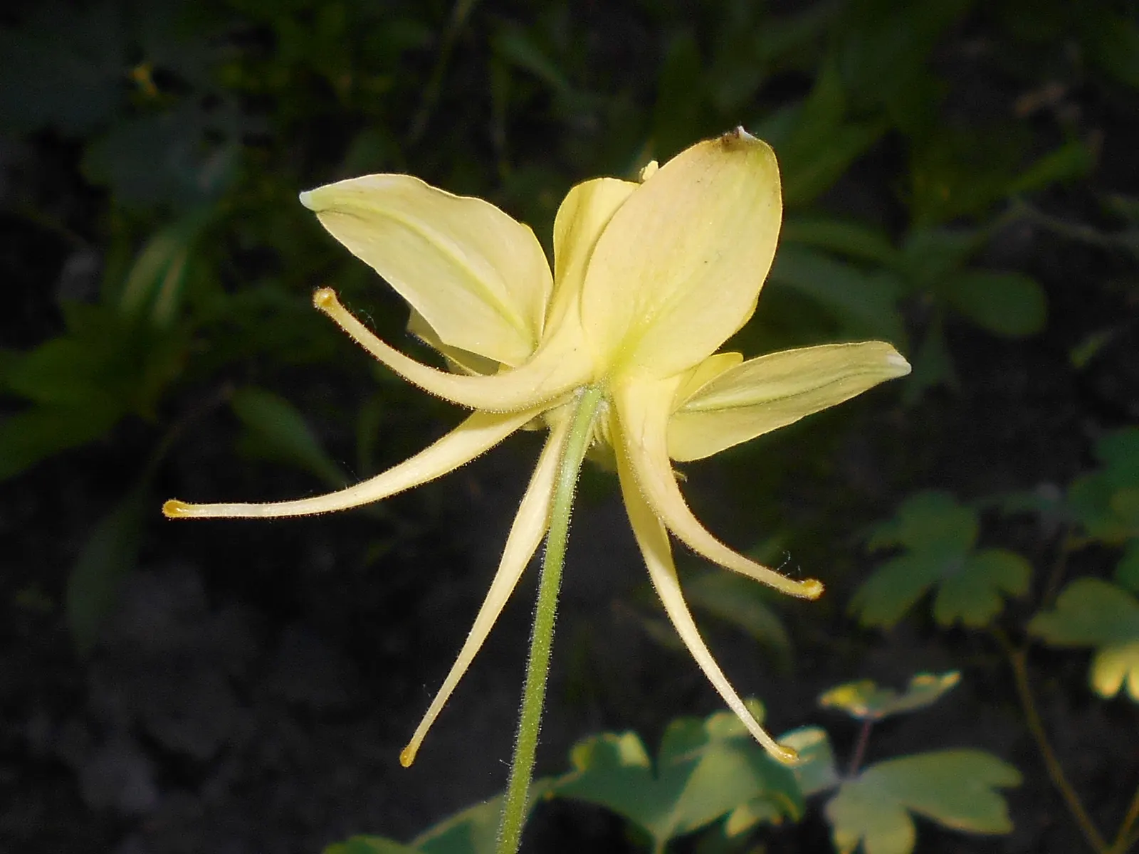 Golden Columbine (Aquilegia Chrysantha) — This North American native enjoys partial shade and thrives in well-draining soil, requiring moderate moisture