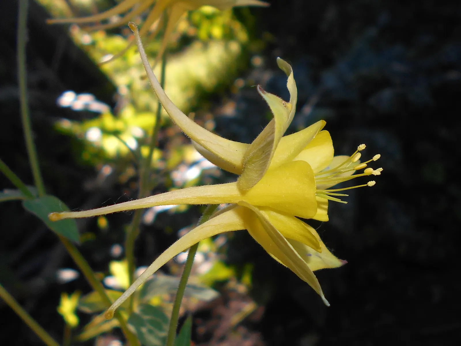 Golden Columbine (Aquilegia Chrysantha) — Its striking, yellow long-spurred flowers delicately bloom in late spring to early summer; a well-drained, image 53