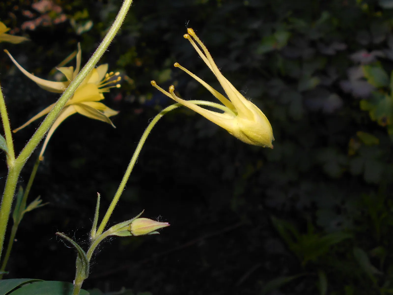 Golden Columbine (Aquilegia Chrysantha) — it thrives in USDA hardiness zones 3 through 9