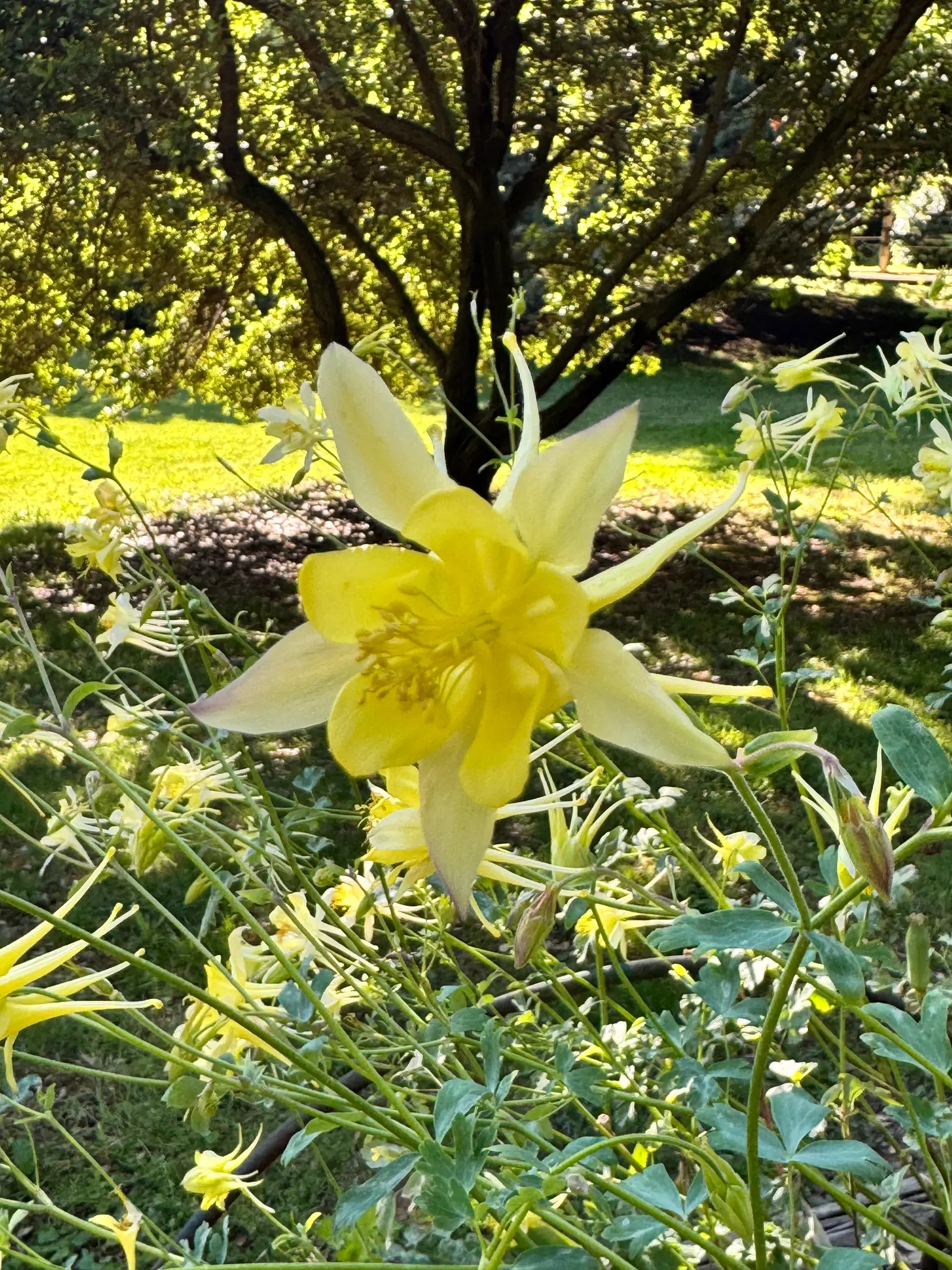 Golden Columbine (Aquilegia Chrysantha) — Golden Columbine (Aquilegia chrysantha); it thrives in USDA hardiness zones 3 through 9, image 56