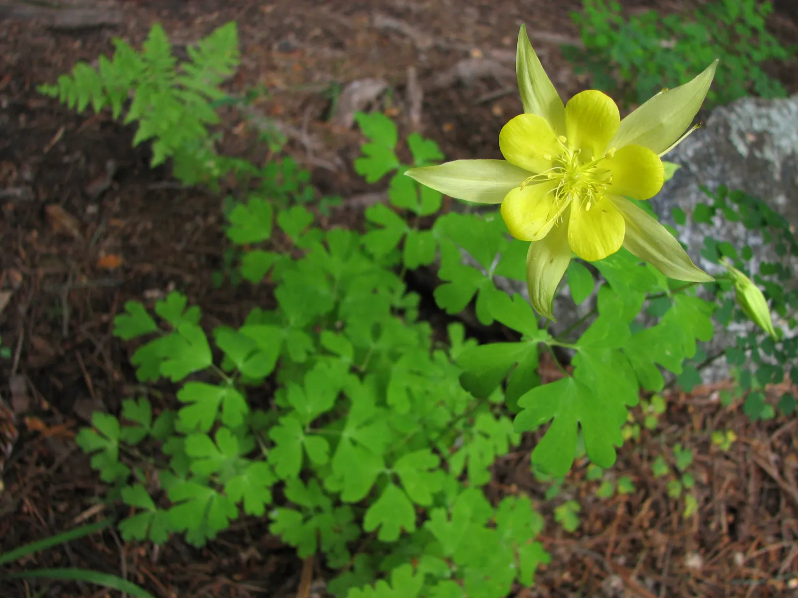 Golden Columbine (Aquilegia Chrysantha) — revealing its versatile nature in a range of climates
