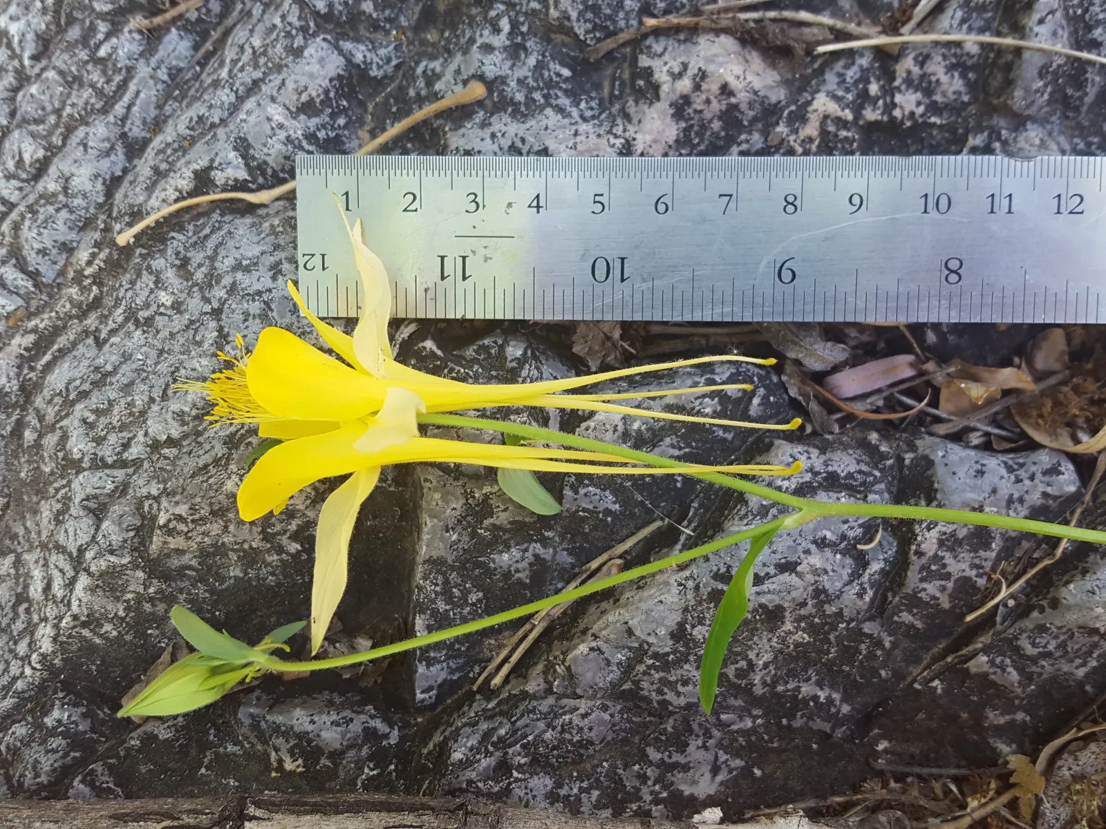 Golden Columbine (Aquilegia Chrysantha) — star-like arrangement.<br><br>Flowering from late spring through summer