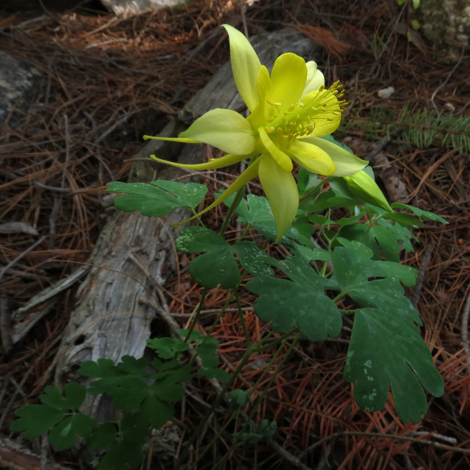 Golden Columbine (Aquilegia Chrysantha) — perennial with yellow blooms