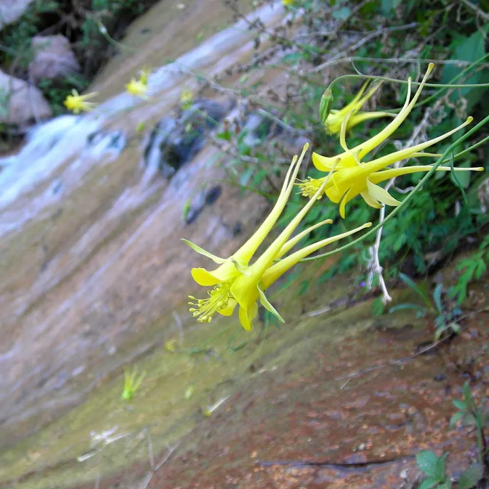 Golden Columbine (Aquilegia Chrysantha) — Adding mulch can help retain soil moisture and maintain an even soil temperature