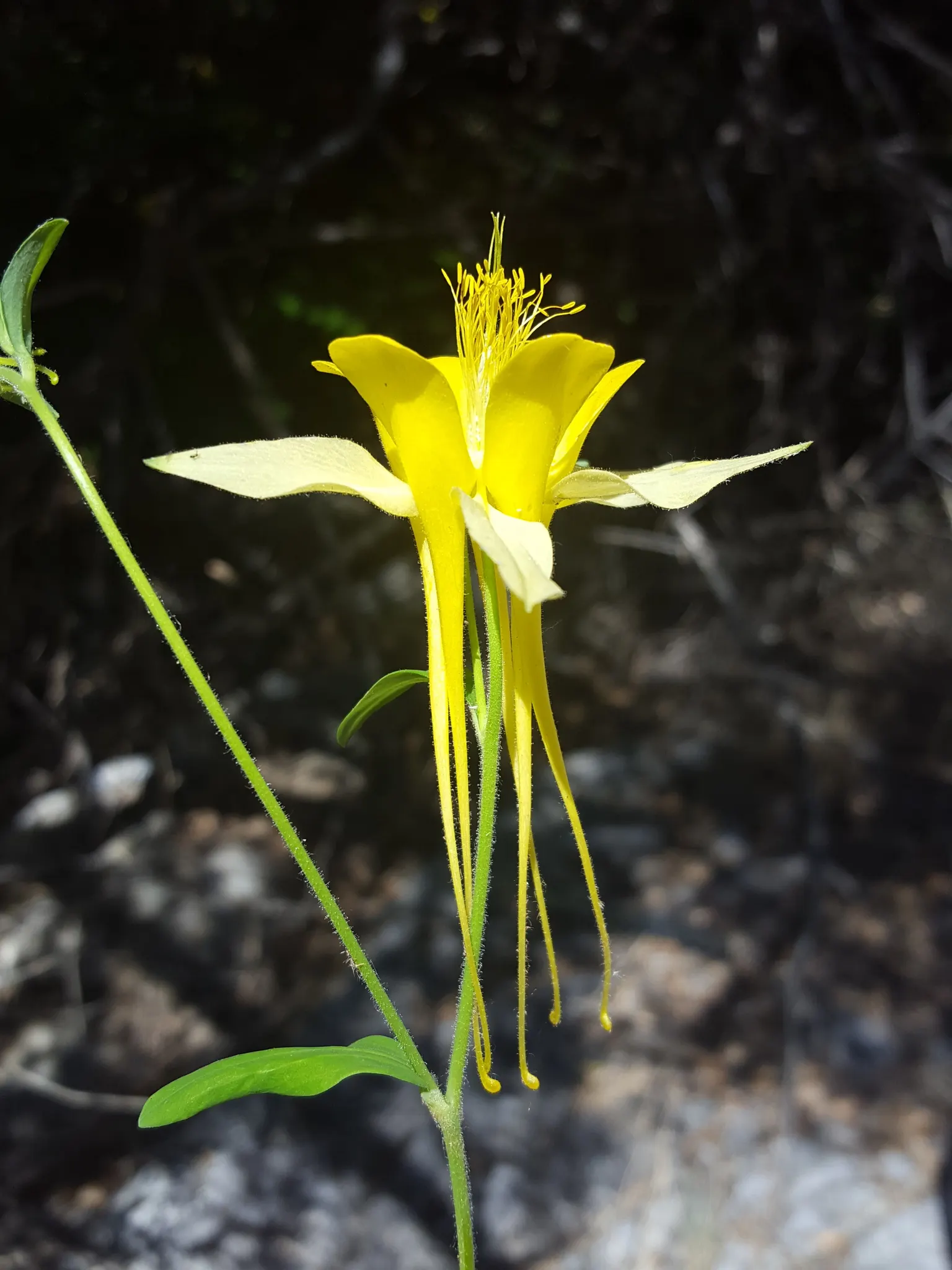Golden Columbine (Aquilegia Chrysantha) — Golden Columbine (Aquilegia chrysantha)