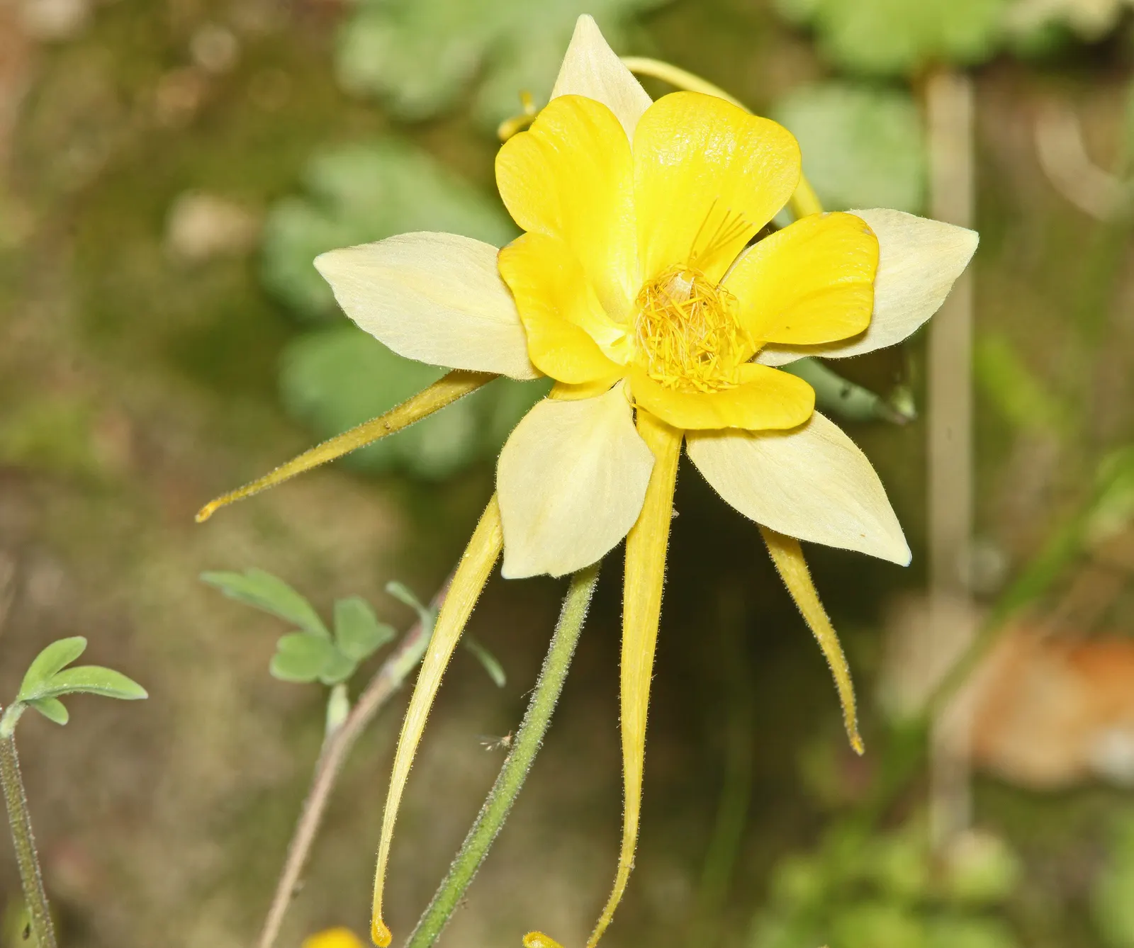 Golden Columbine (Aquilegia Chrysantha) — offering a pleasing and balanced vertical interest in the garden; golden Columbine (Aquilegia chrysantha)