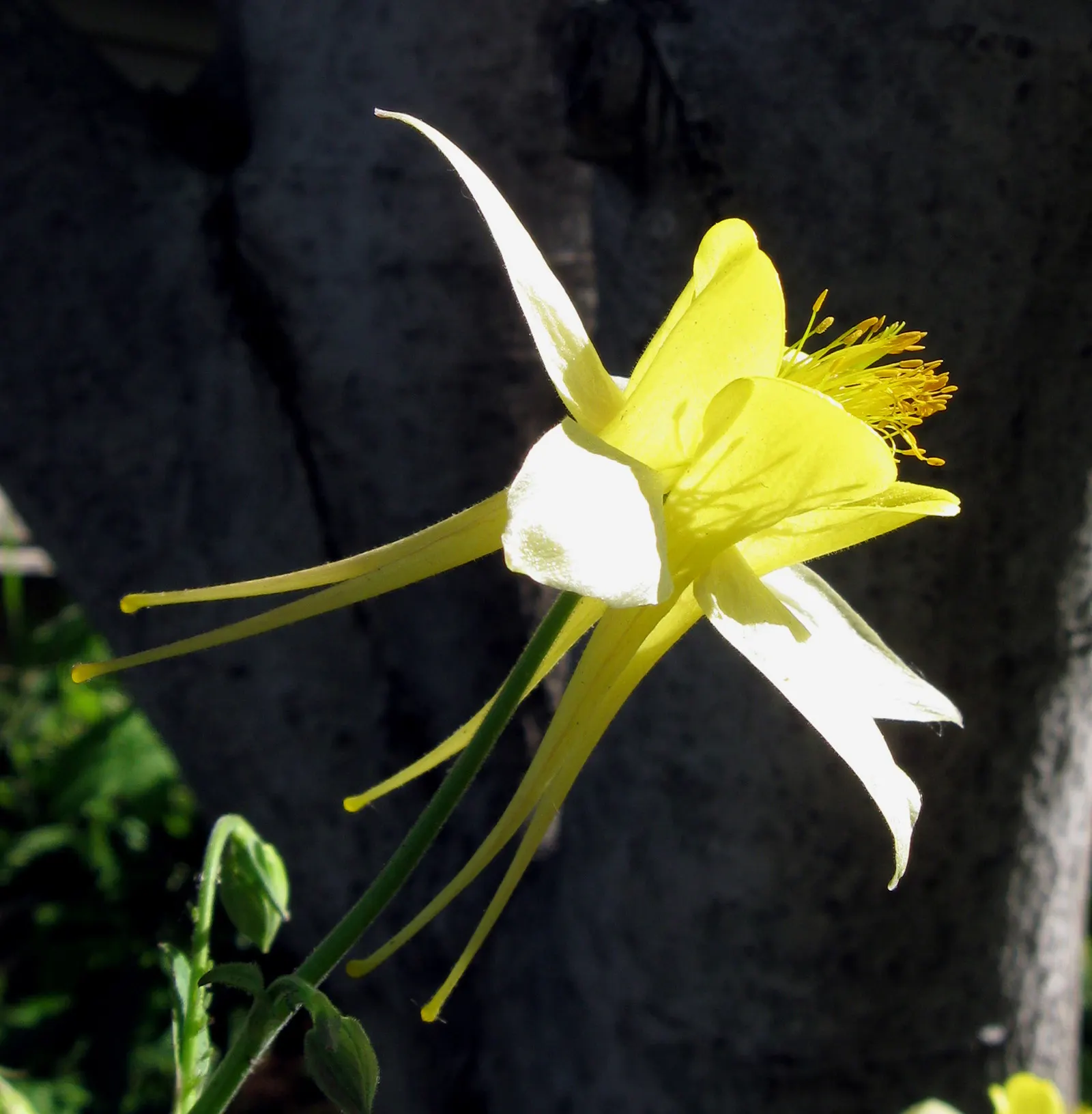 Golden Columbine (Aquilegia Chrysantha) — Its striking, yellow long-spurred flowers delicately bloom in late spring to early summer