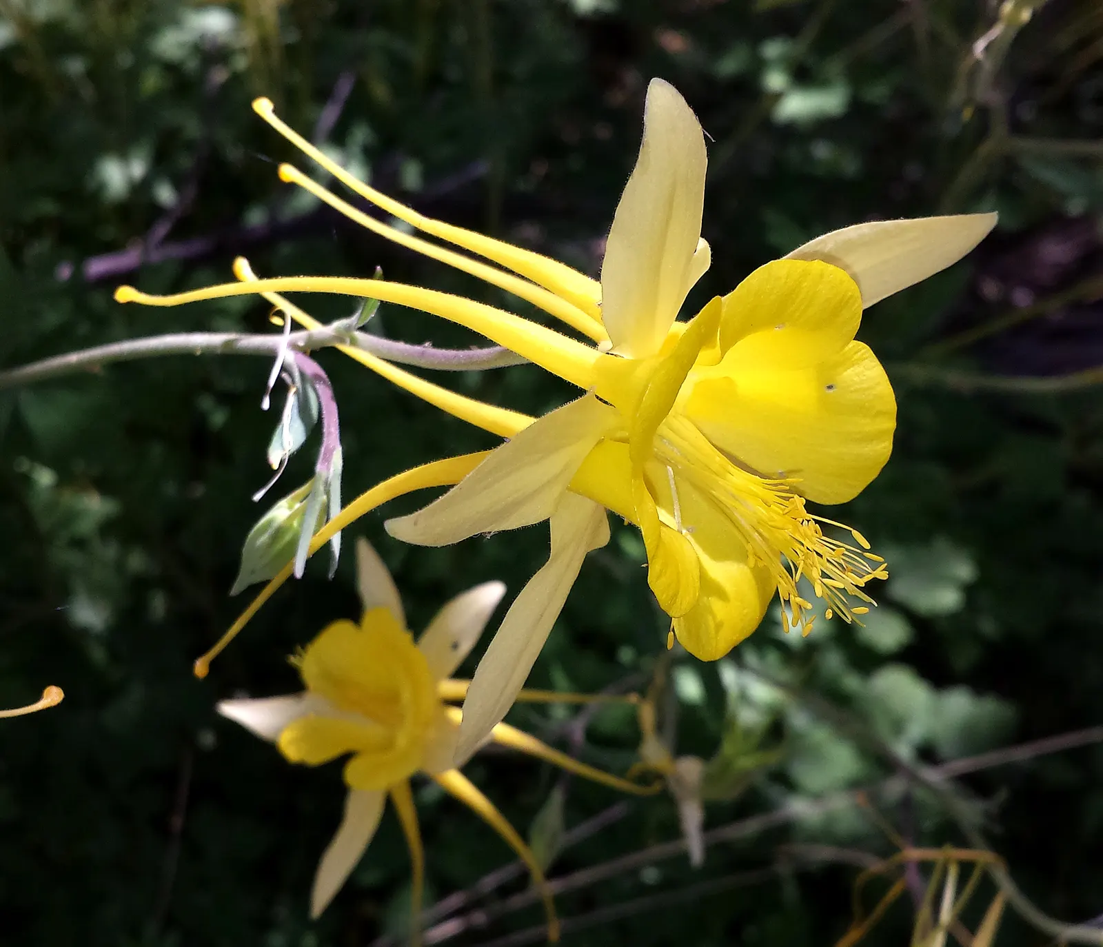 Golden Columbine (Aquilegia Chrysantha) — As for its preferred habitat