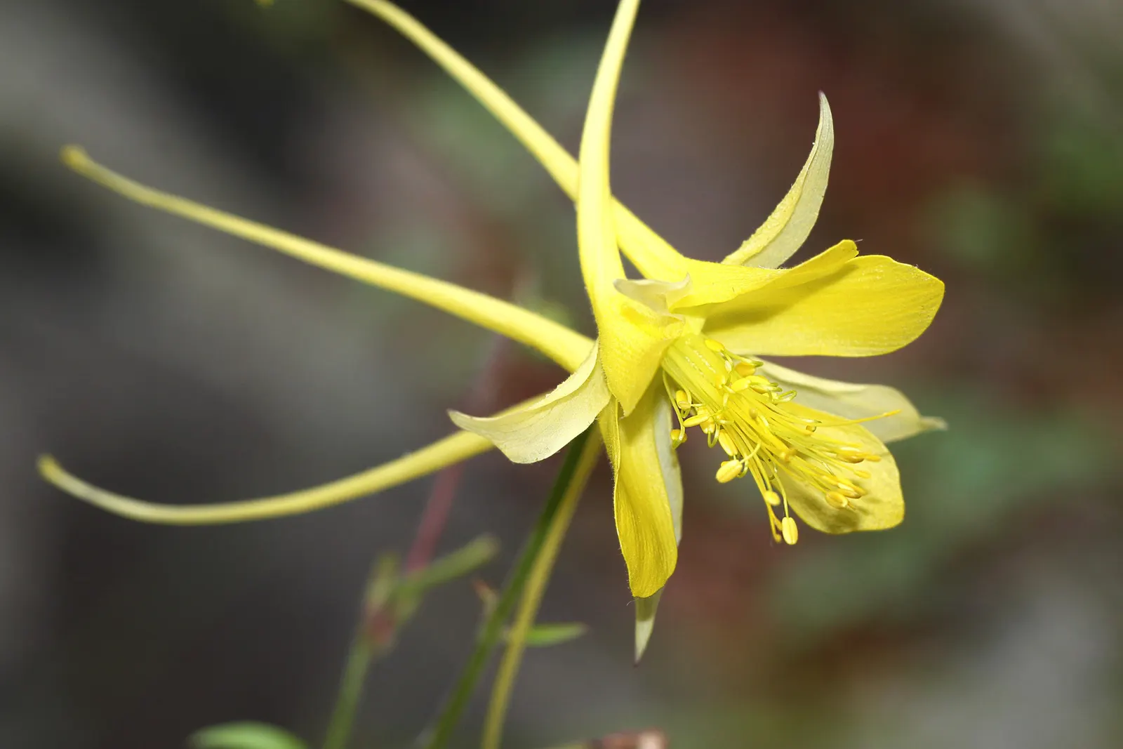 Golden Columbine (Aquilegia Chrysantha) — offering a pleasing and balanced vertical interest in the garden