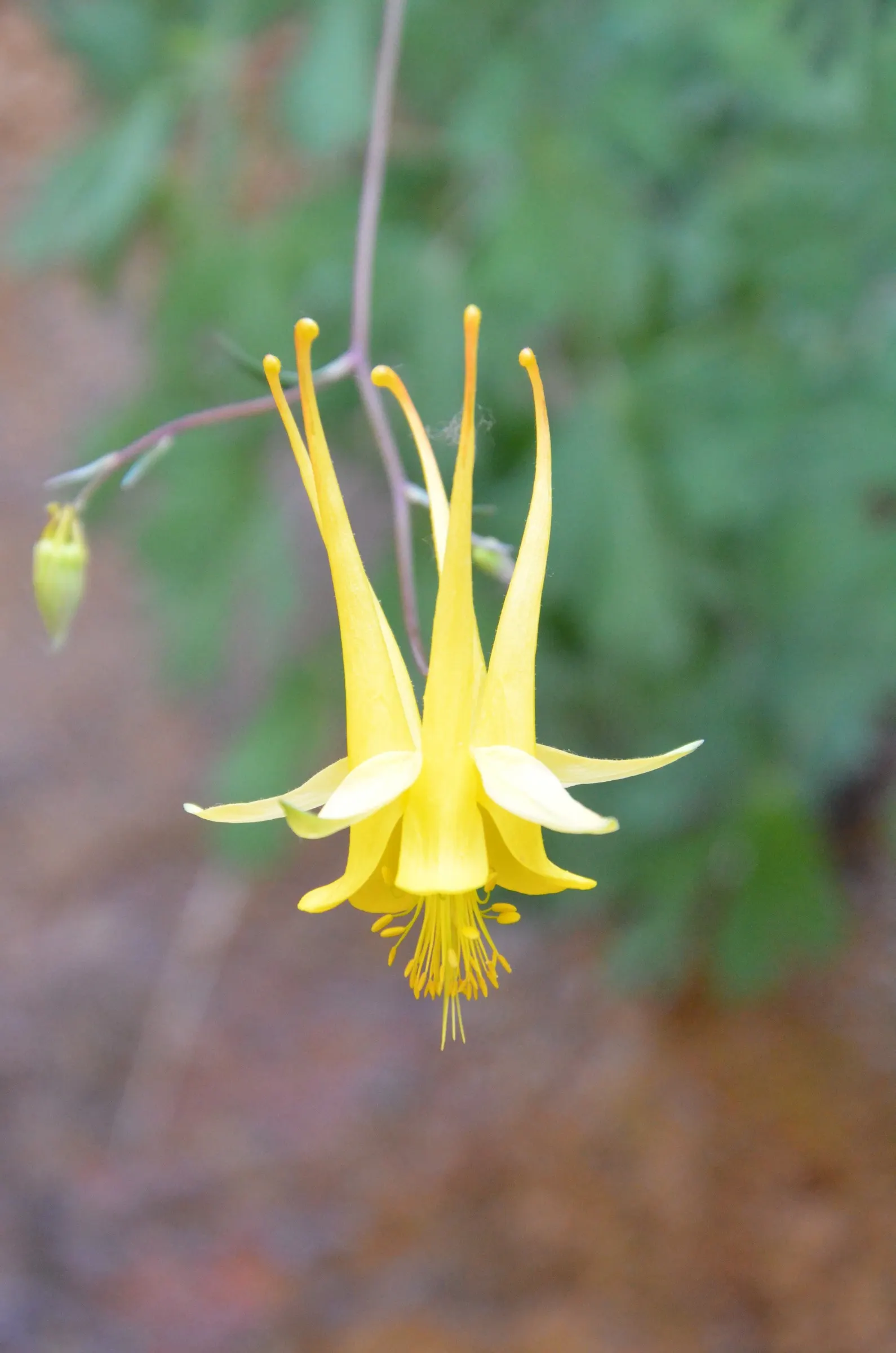 Golden Columbine (Aquilegia Chrysantha) — further nurturing its growth.<br><br>With moderate water requirements