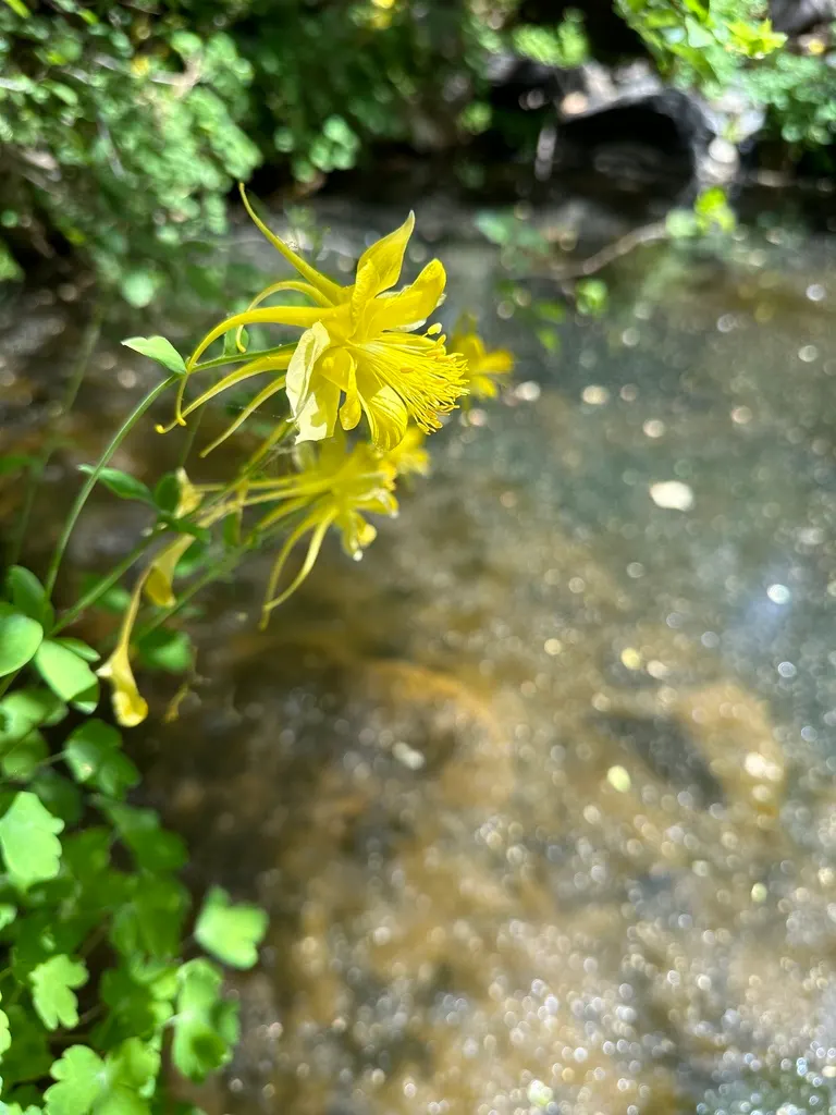 Golden Columbine (Aquilegia Chrysantha) — The Golden Columbine (Aquilegia chrysantha) is a perennial favorite; this North American native enjoys partial shade
