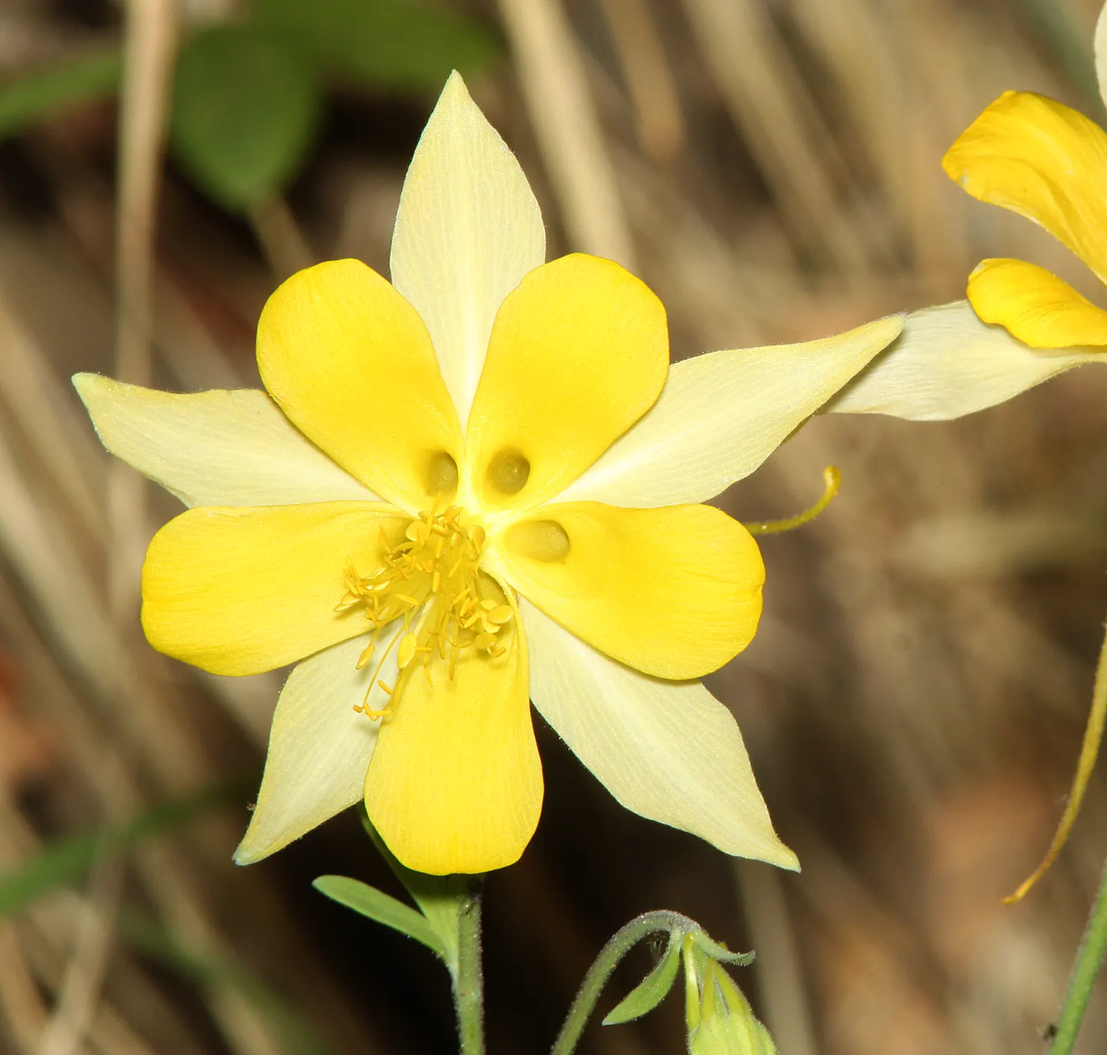 Golden Columbine (Aquilegia Chrysantha) — This North American native enjoys partial shade and thrives in well-draining soil, requiring moderate, image 29