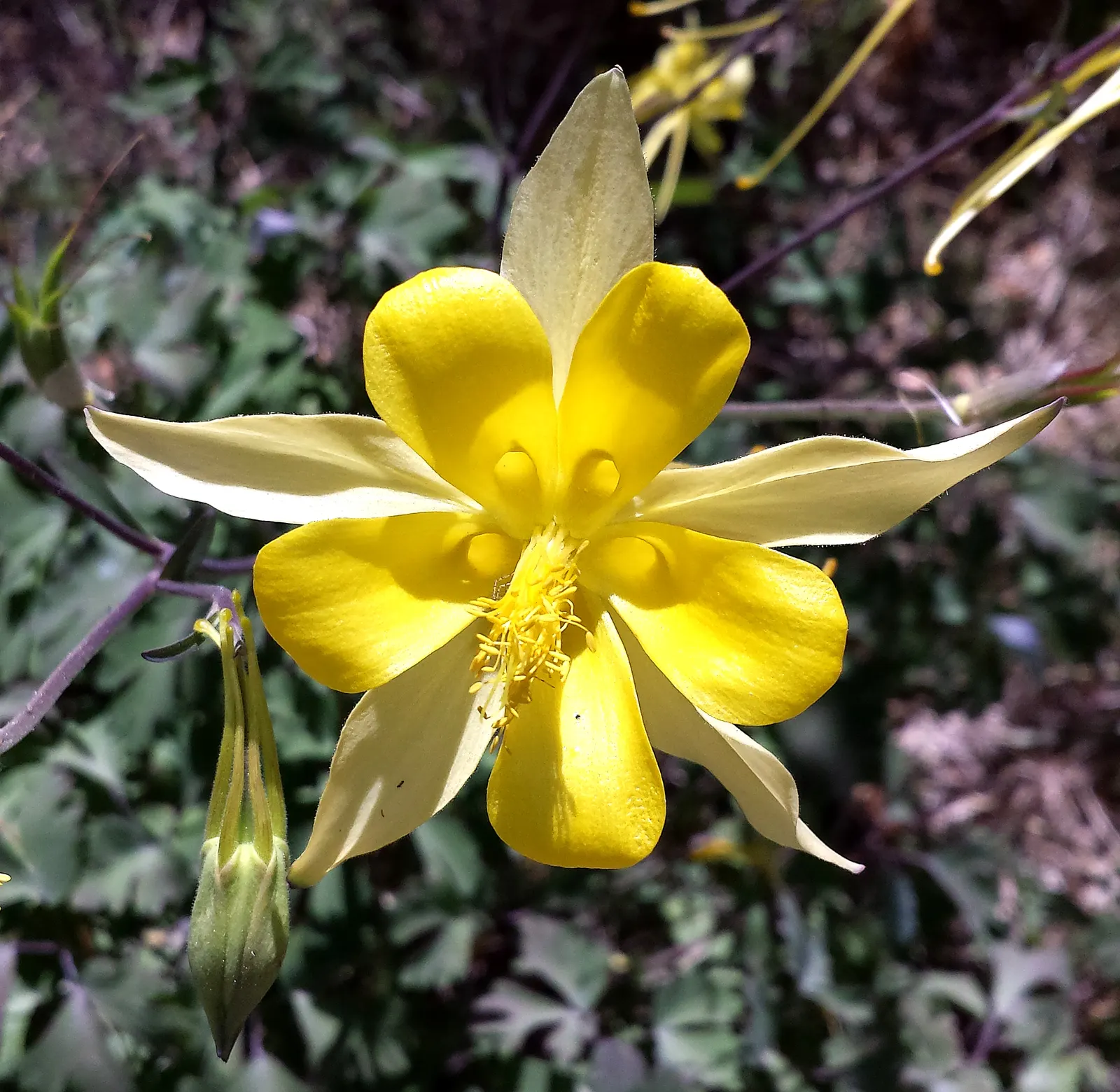 Golden Columbine (Aquilegia Chrysantha) — A well-drained soil enriched with organic matter provides optimal growth conditions