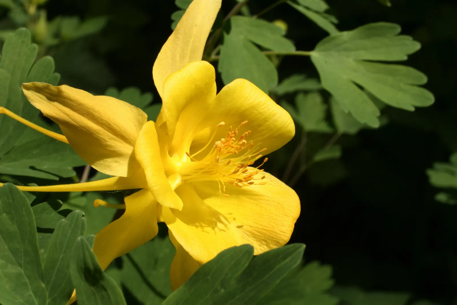 Golden Columbine (Aquilegia Chrysantha) — <br><br>Golden Columbine covets a position in partial to full shade; each blossom enchants with elongated