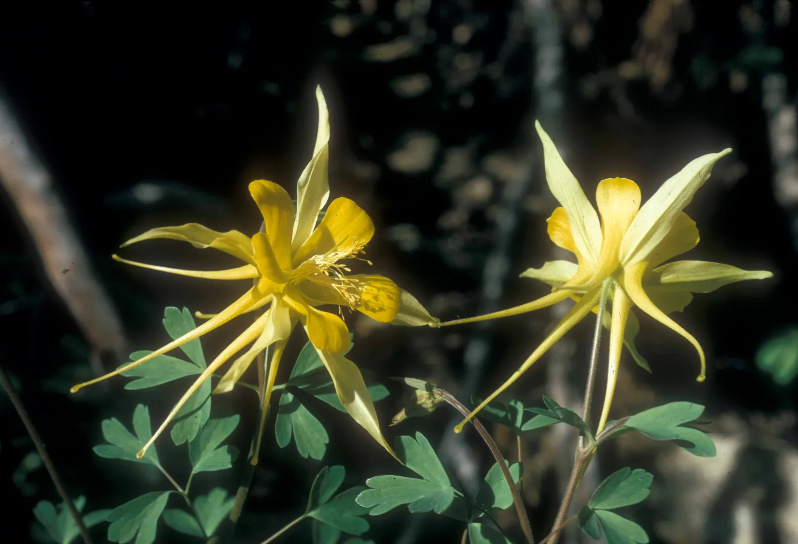 Golden Columbine (Aquilegia Chrysantha) — also renowned for its vibrant and elegant blooms; further nurturing its growth.<br><br>With moderate water