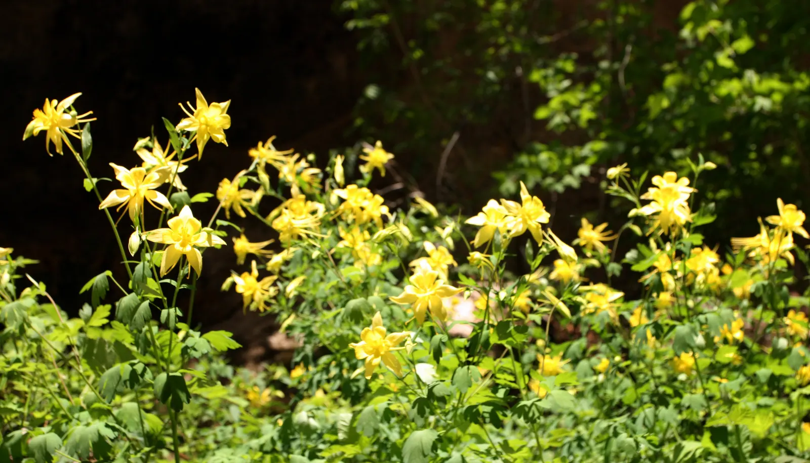 Golden Columbine (Aquilegia Chrysantha) — adding a dynamic ecosystem component to the landscape; the Golden Columbine (Aquilegia chrysantha) is a perennial
